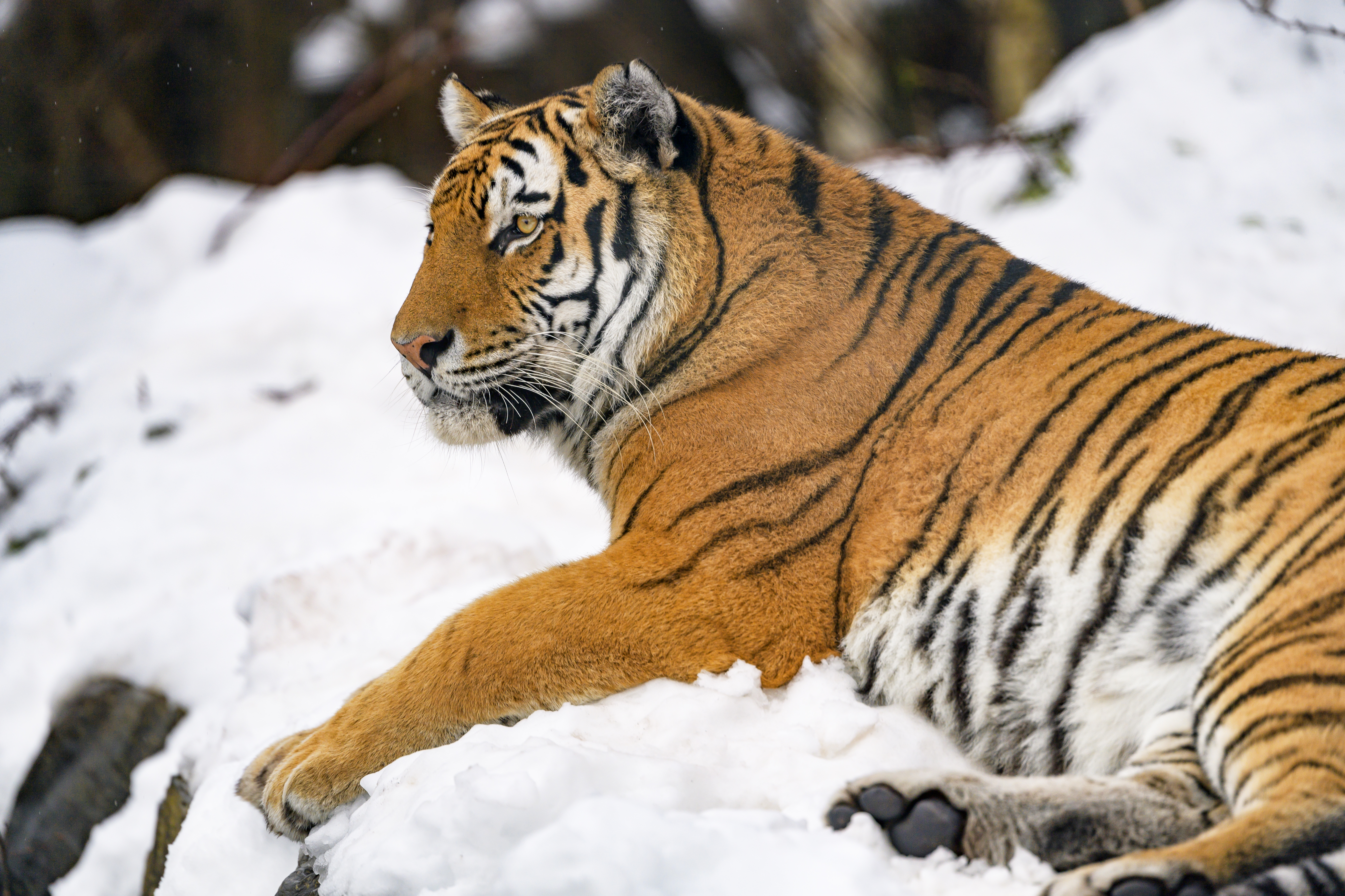 Download mobile wallpaper Snow, Animals, Big Cat, Animal, Tiger for free.