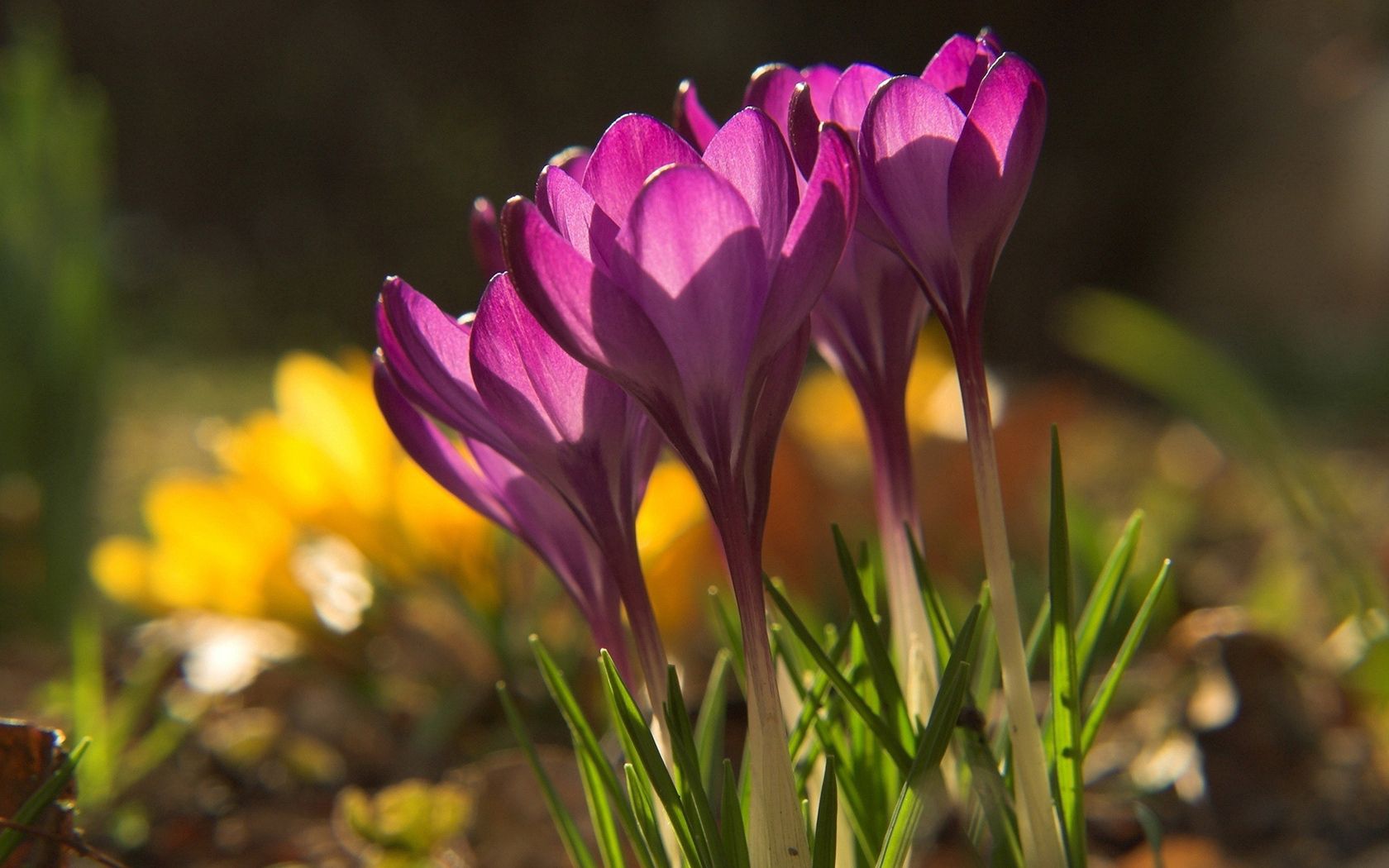 Laden Sie das Schneeglöckchen, Schatten, Natur, Pflanze, Blumen-Bild kostenlos auf Ihren PC-Desktop herunter