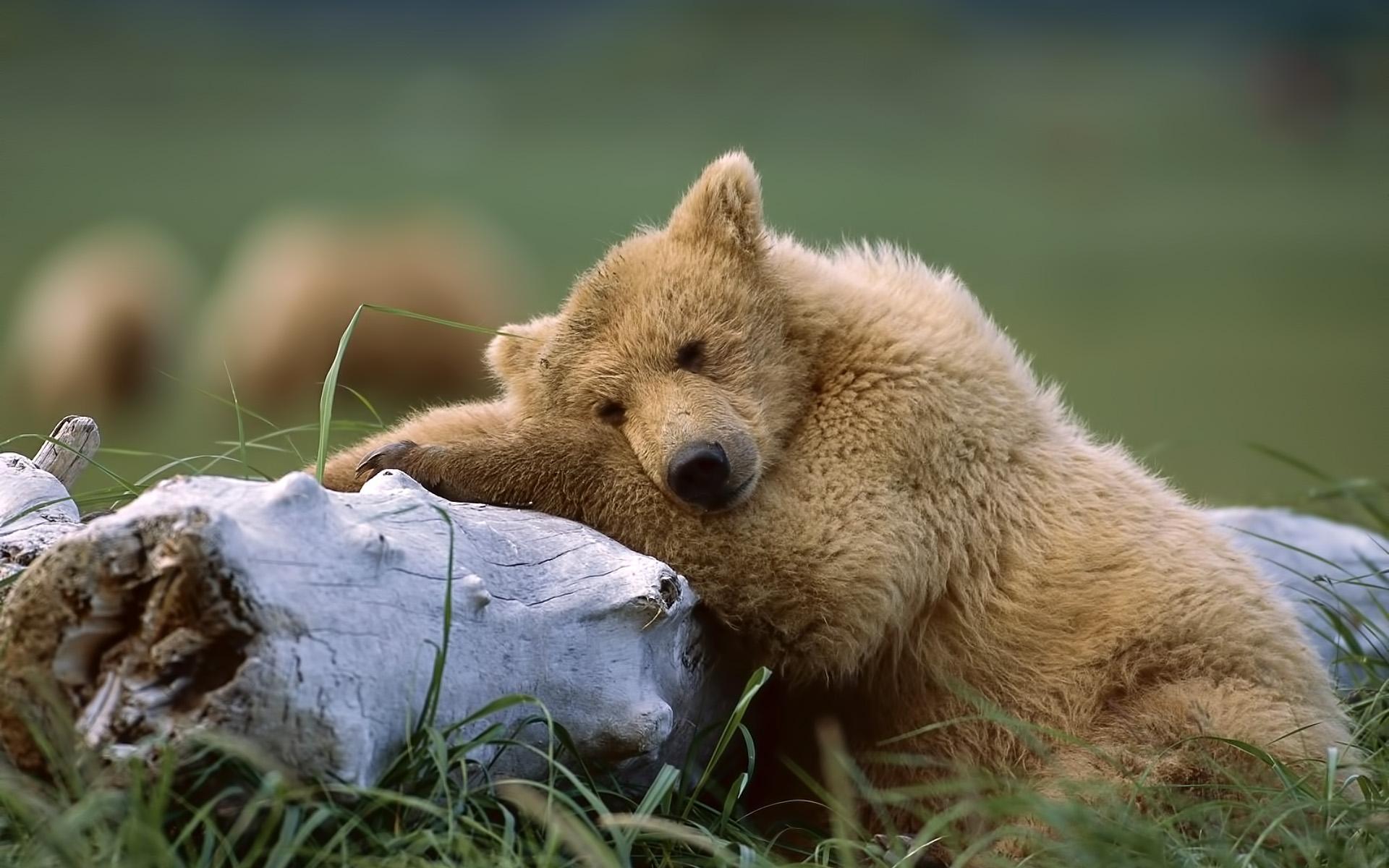 Baixar papel de parede para celular de Bears, Animais gratuito.