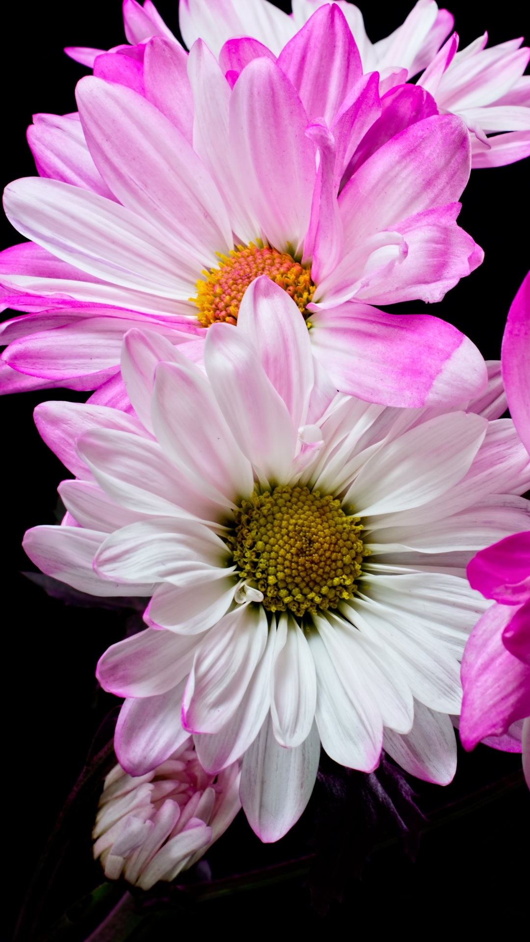 1124326 Bildschirmschoner und Hintergrundbilder Blumen auf Ihrem Telefon. Laden Sie  Bilder kostenlos herunter