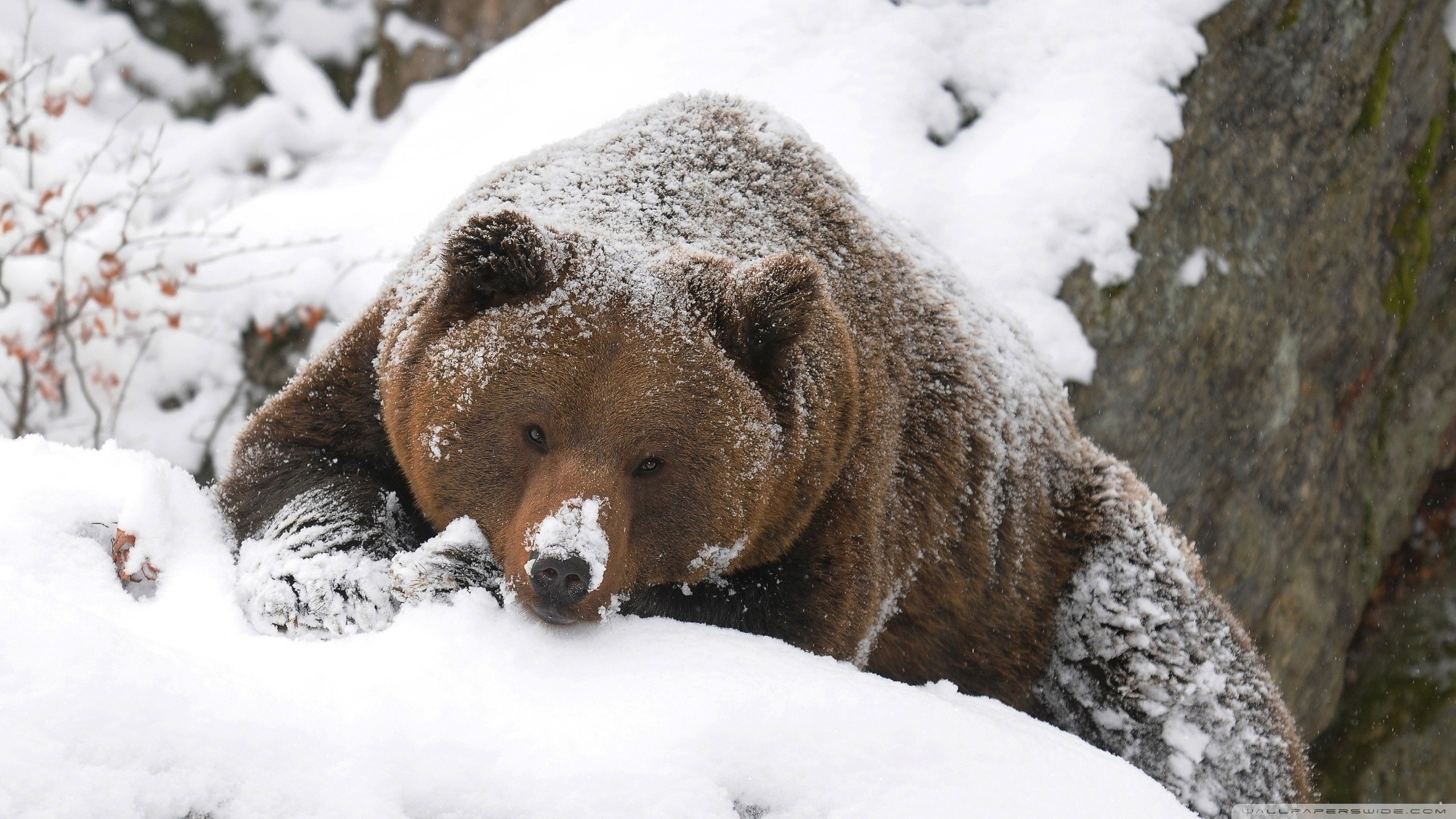 Медведь в сугробе. Бурый медведь зимой в берлоге. Медведь Гризли в берлоге. Медведь Гризли спячка. Бурый медведь в спячке.
