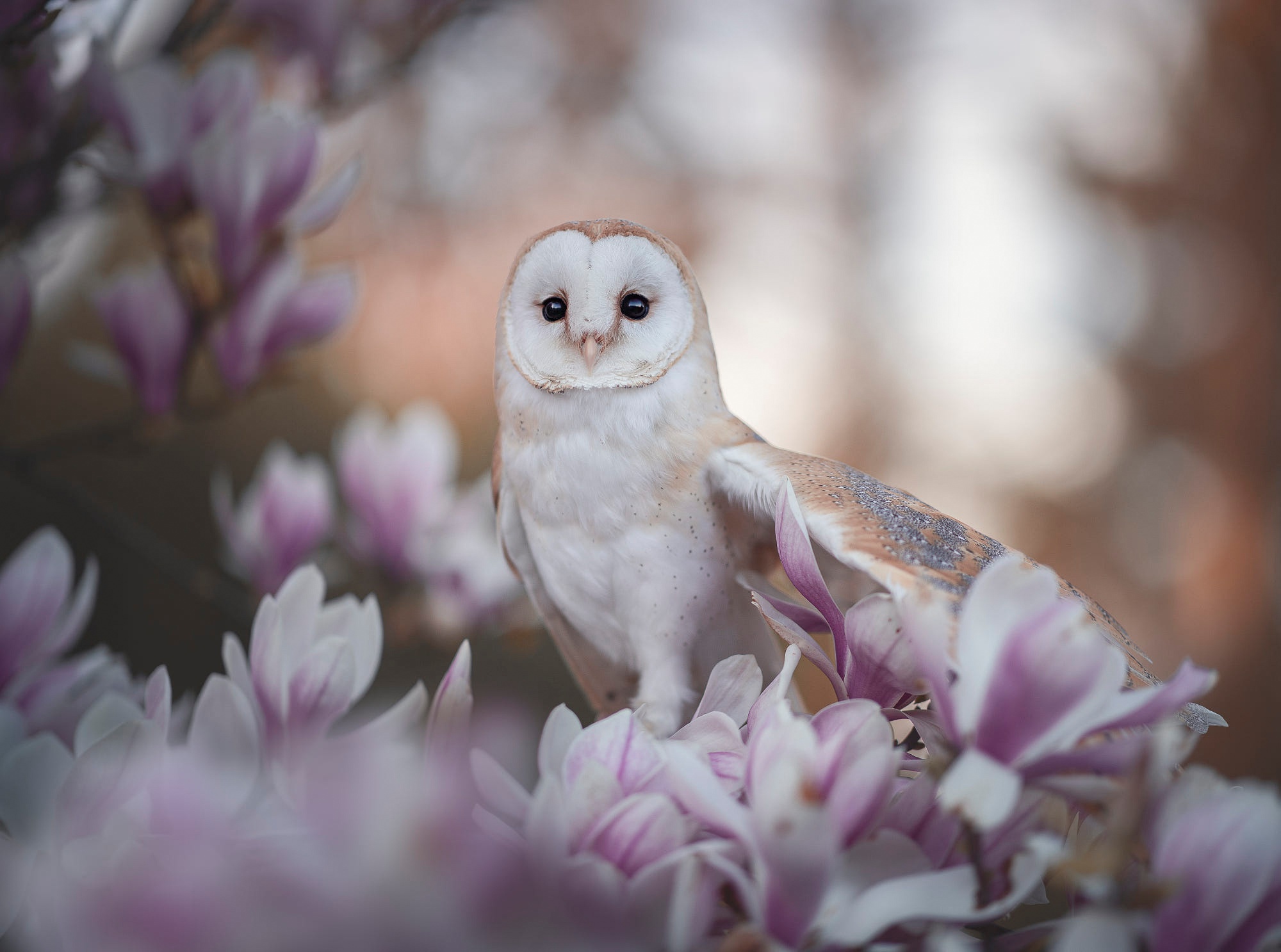 magnolia, owl, blossom, animal, barn owl, bird, flower, birds UHD