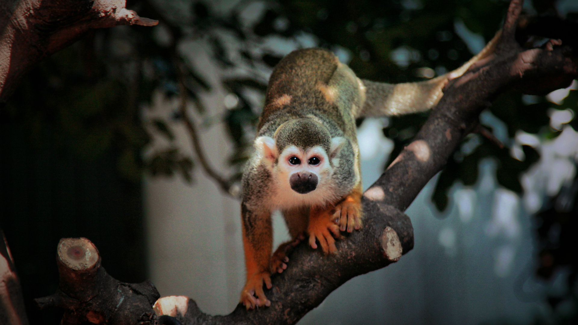 Download mobile wallpaper Monkey, Animal for free.