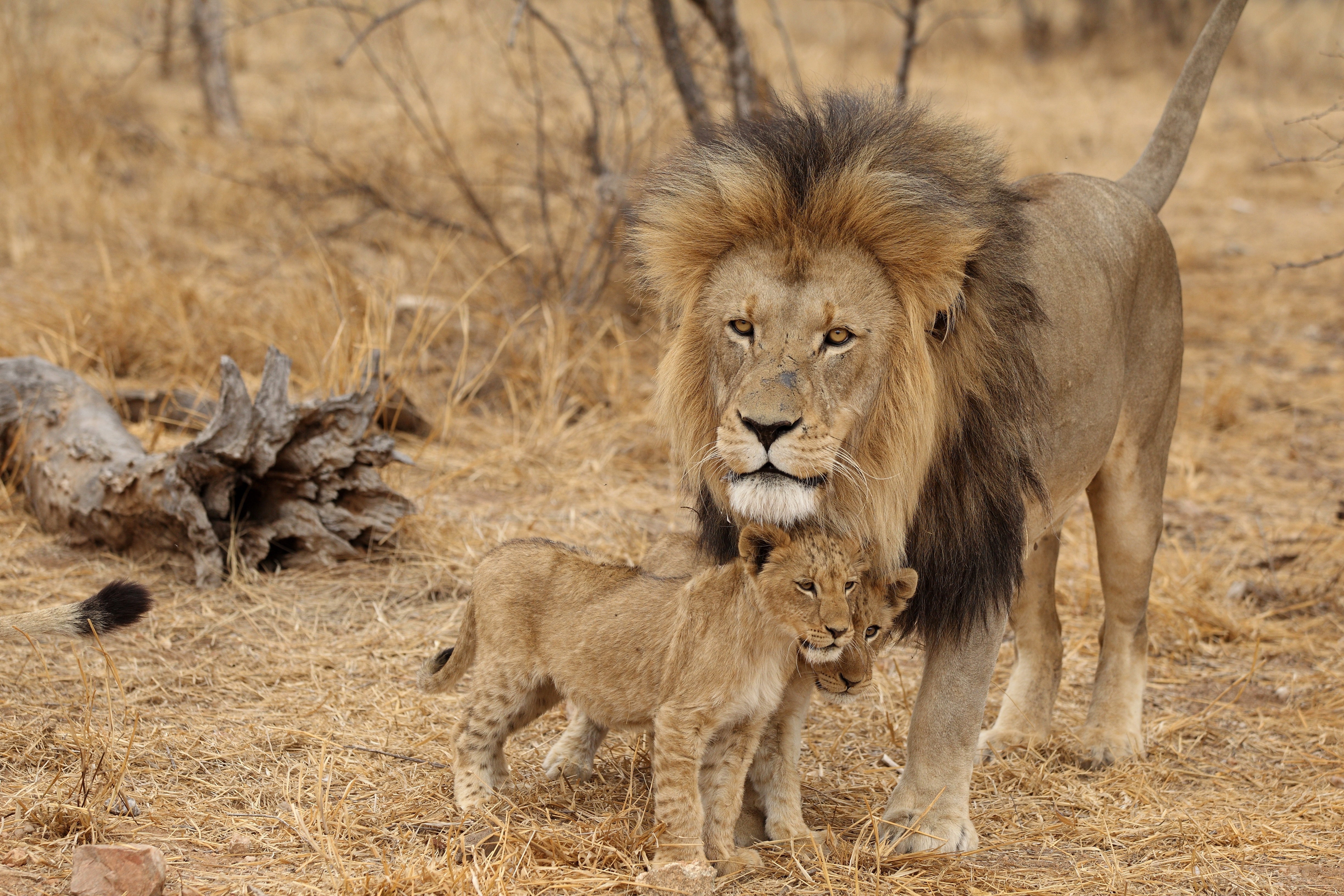 africa, family, animals, predators, lion, lion cubs, male