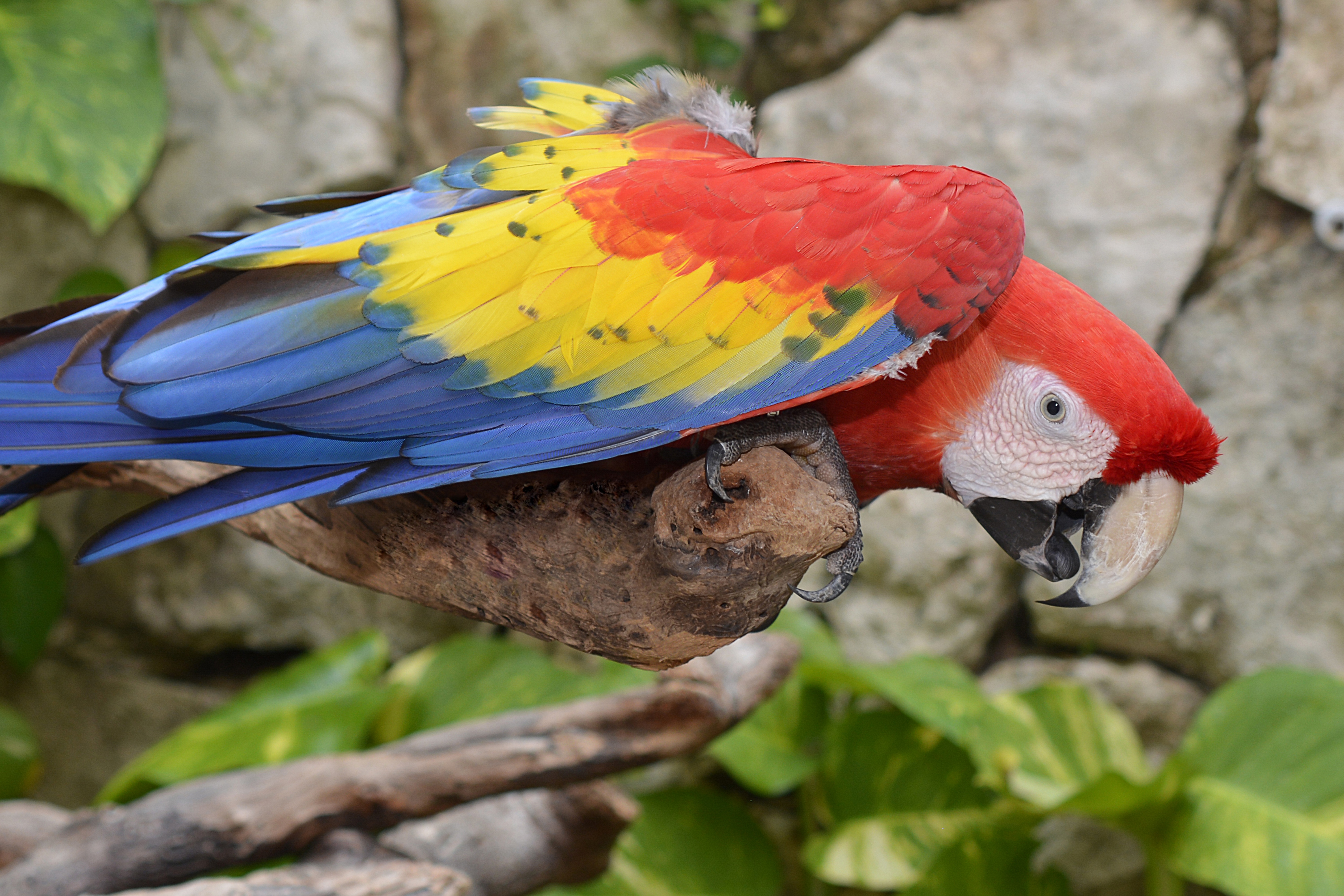 Download mobile wallpaper Animals, Motley, Bird, Multicolored, Macaw, Parrots for free.