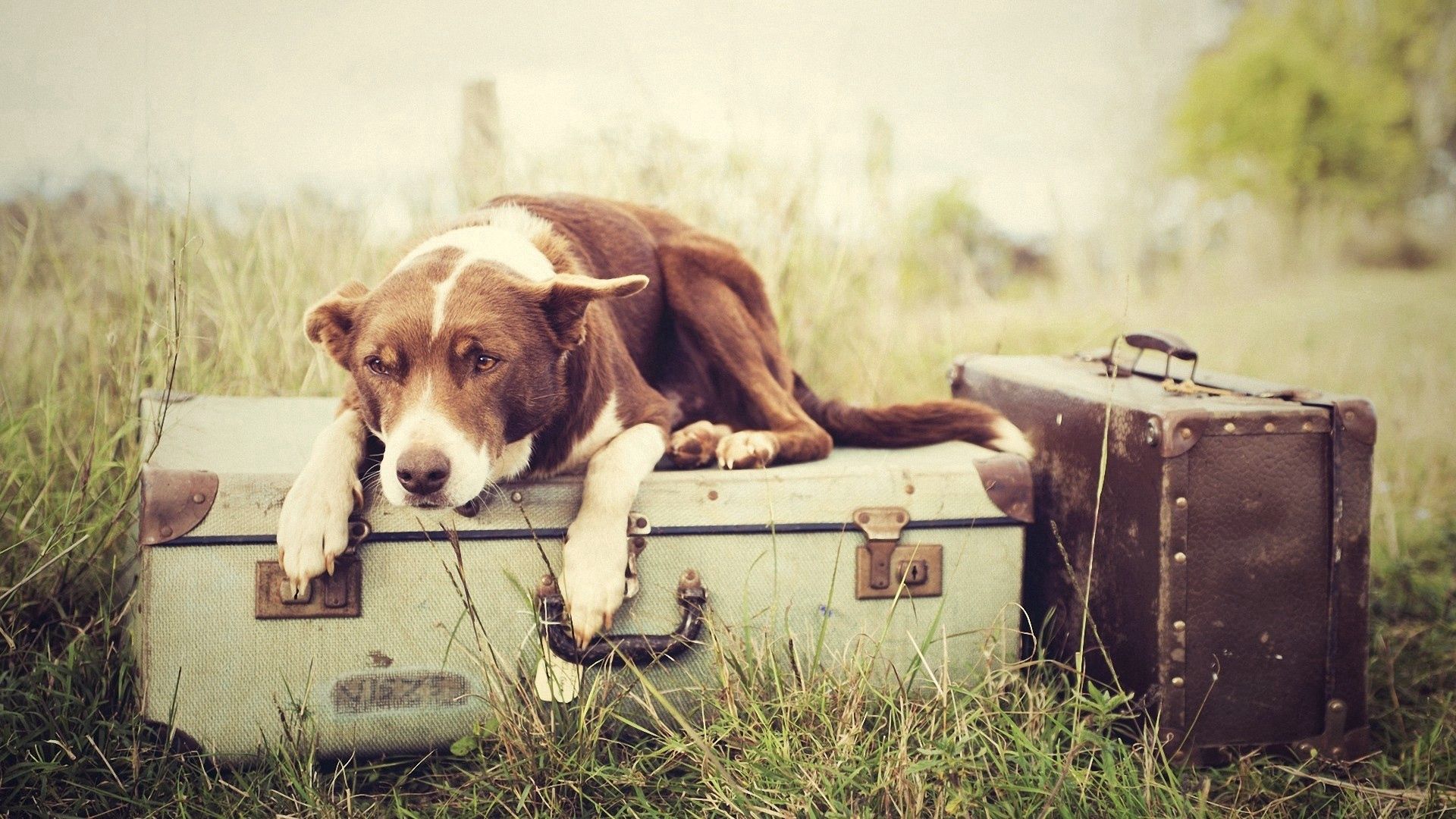 Download mobile wallpaper Lie, Suitcases, Expect, Animals, To Lie Down, Dog for free.