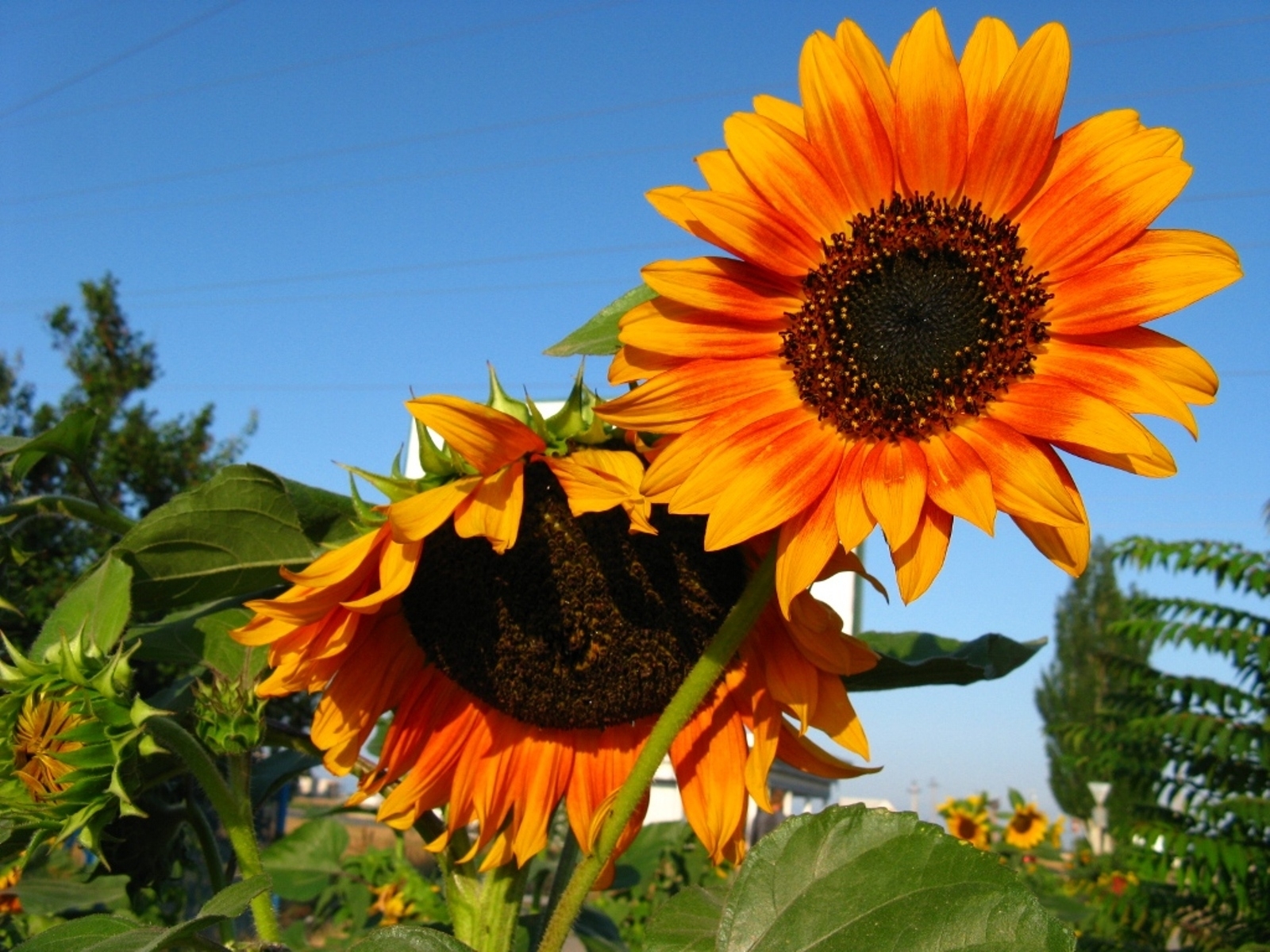 Popular Sunflowers HD Wallpaper