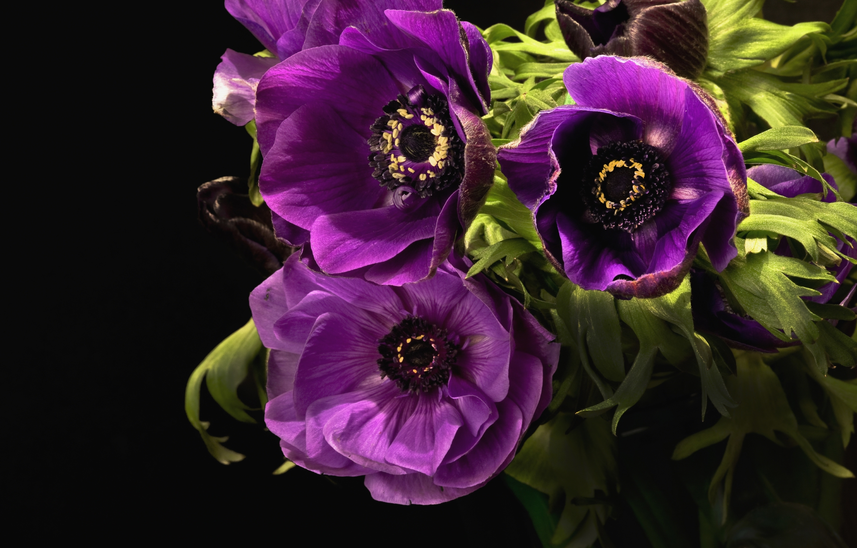 377305 descargar fondo de pantalla flor purpura, tierra/naturaleza, anémona, de cerca, flor, hoja, naturaleza, flores: protectores de pantalla e imágenes gratis