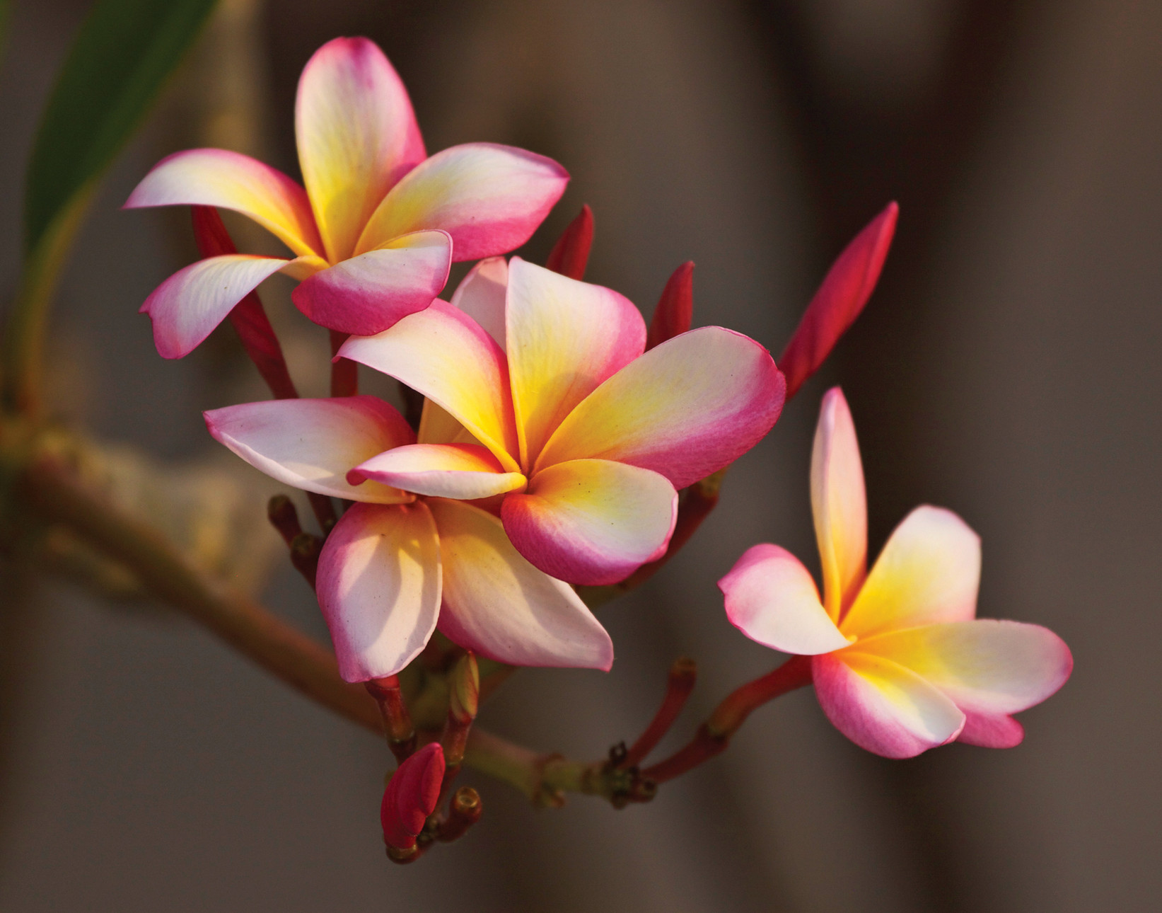 frangipani, flowers, earth