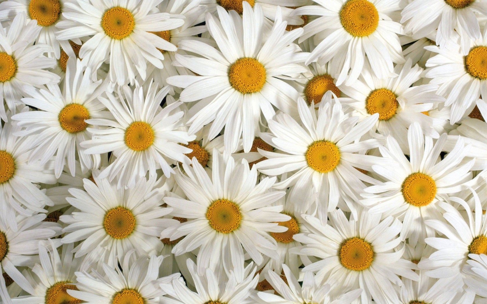 119146 завантажити картинку ромашки, квіти, білий, пелюстки, багато, білосніжні - шпалери і заставки безкоштовно