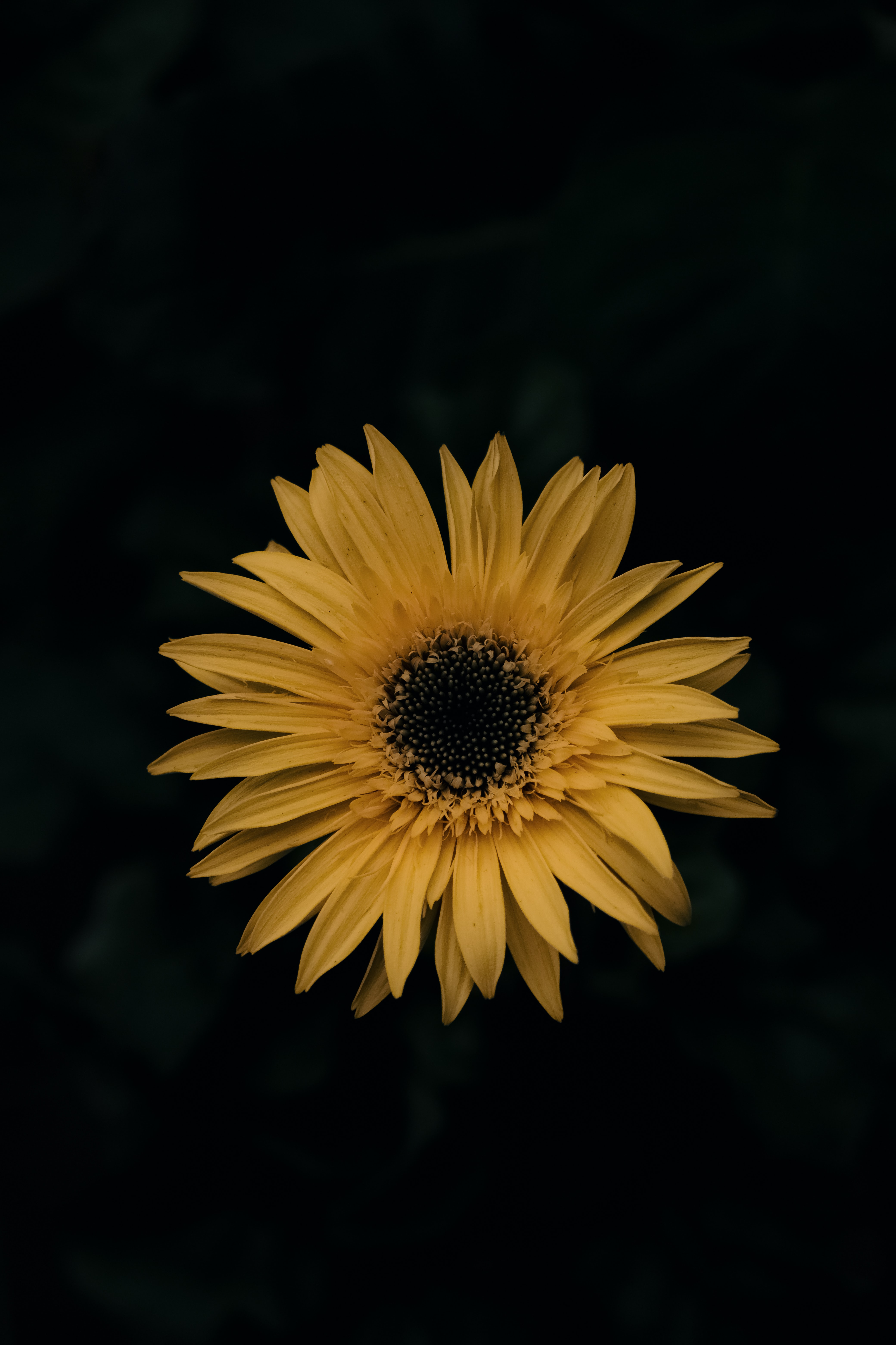 Laden Sie das Gerbera, Blumen, Blume-Bild kostenlos auf Ihren PC-Desktop herunter