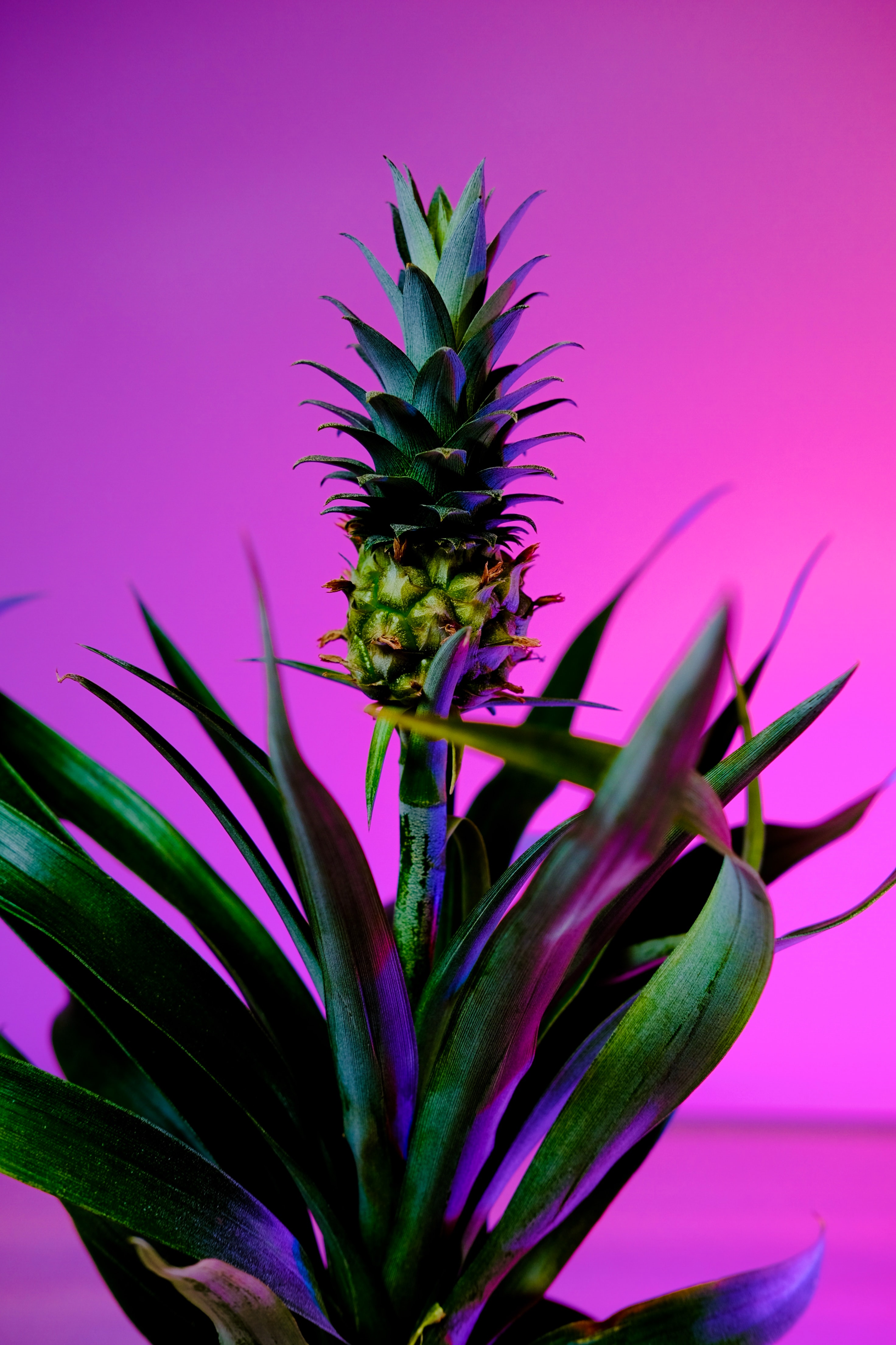 Download mobile wallpaper Pineapple, Fruit, Plant, Food, Background for free.