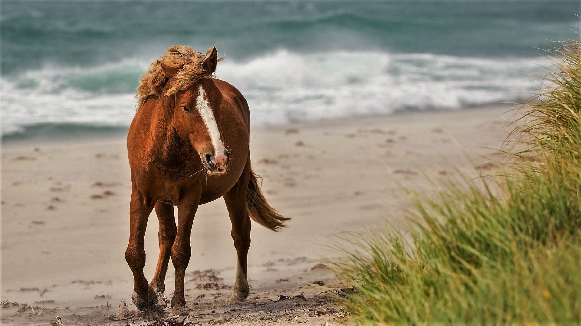 лошадь по пляжу