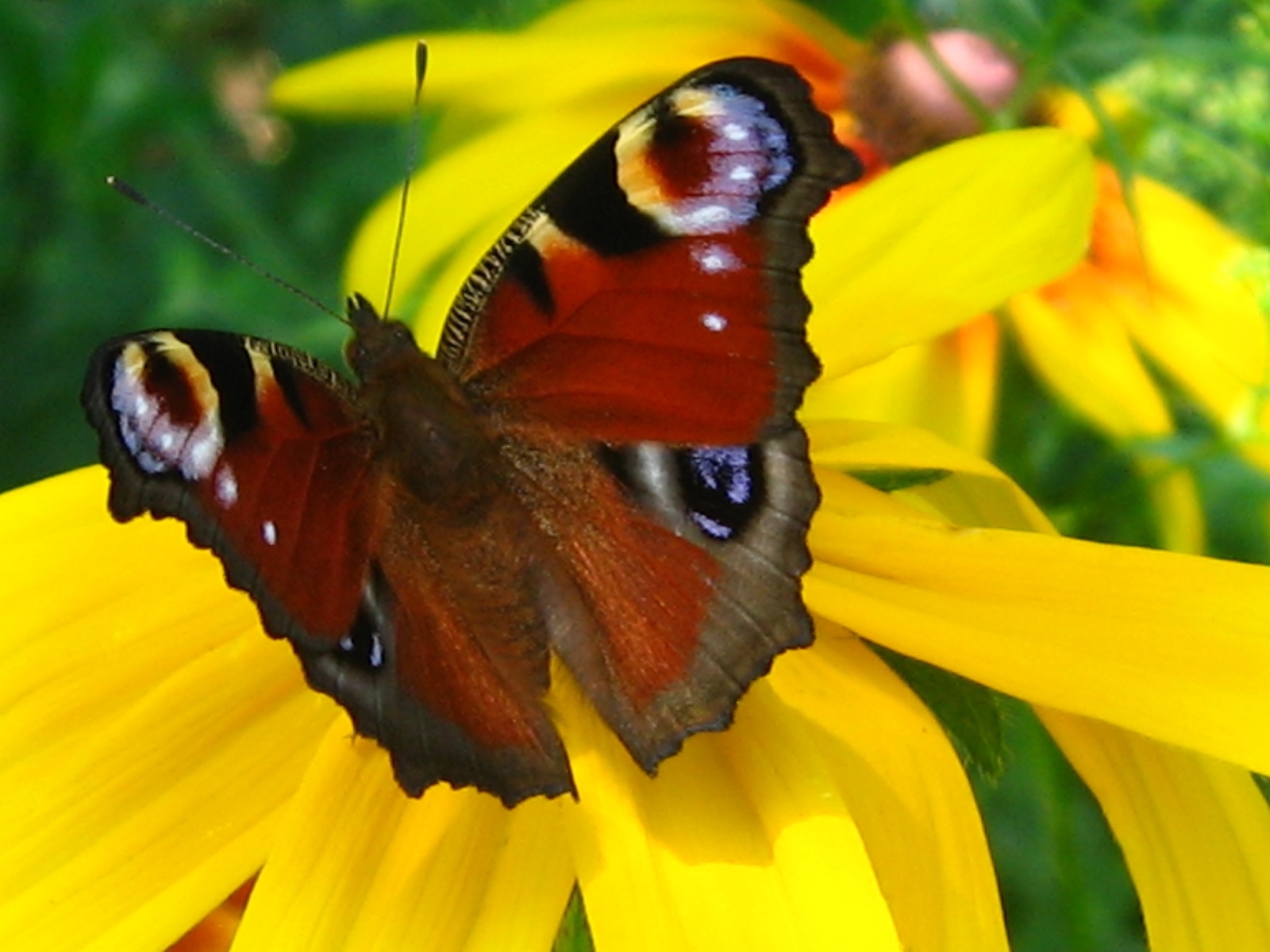 5933 завантажити шпалери комахи, метелики, жовтий - заставки і картинки безкоштовно