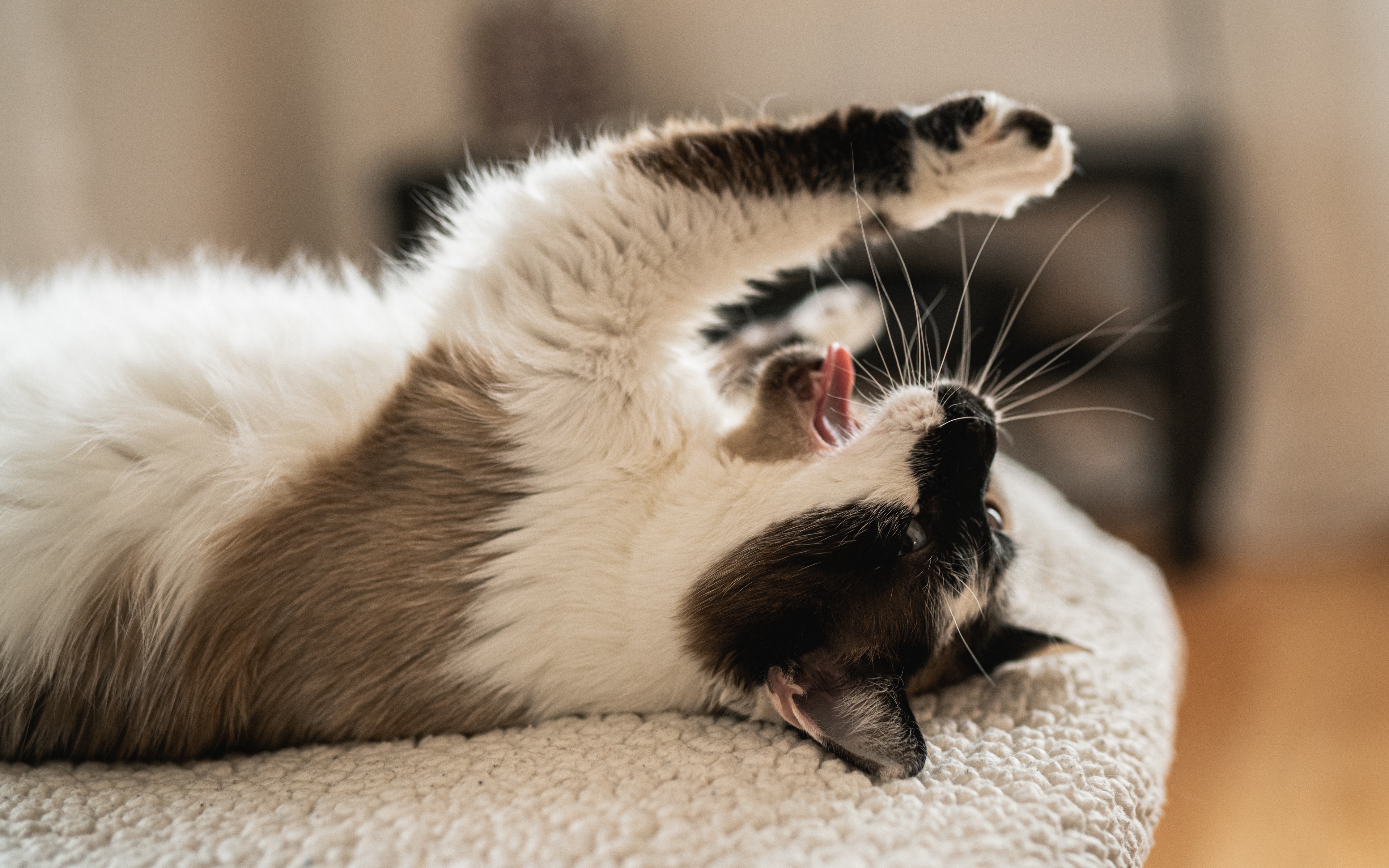 animal, cat, yawn, cats cell phone wallpapers