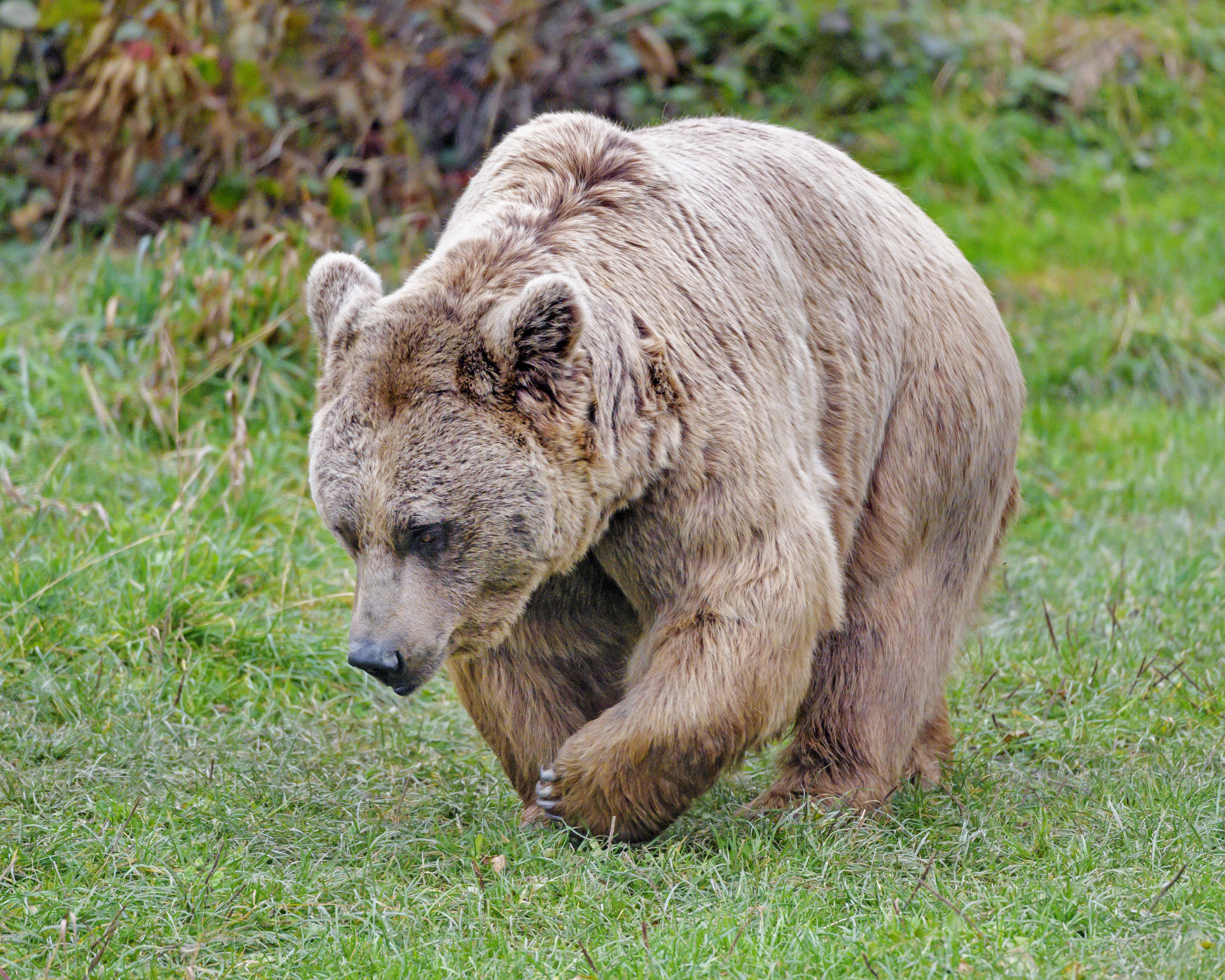 Laden Sie das Wild, Braun, Braunbär, Bär, Tier, Tiere-Bild kostenlos auf Ihren PC-Desktop herunter