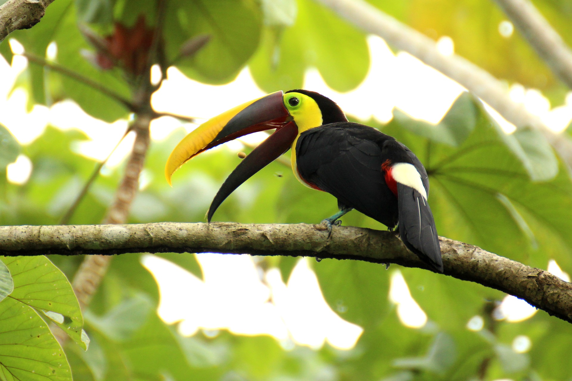 Коста Рика птичка Тукан