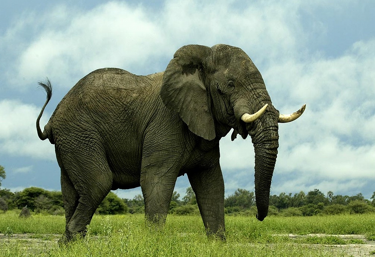 Самый большой слон
