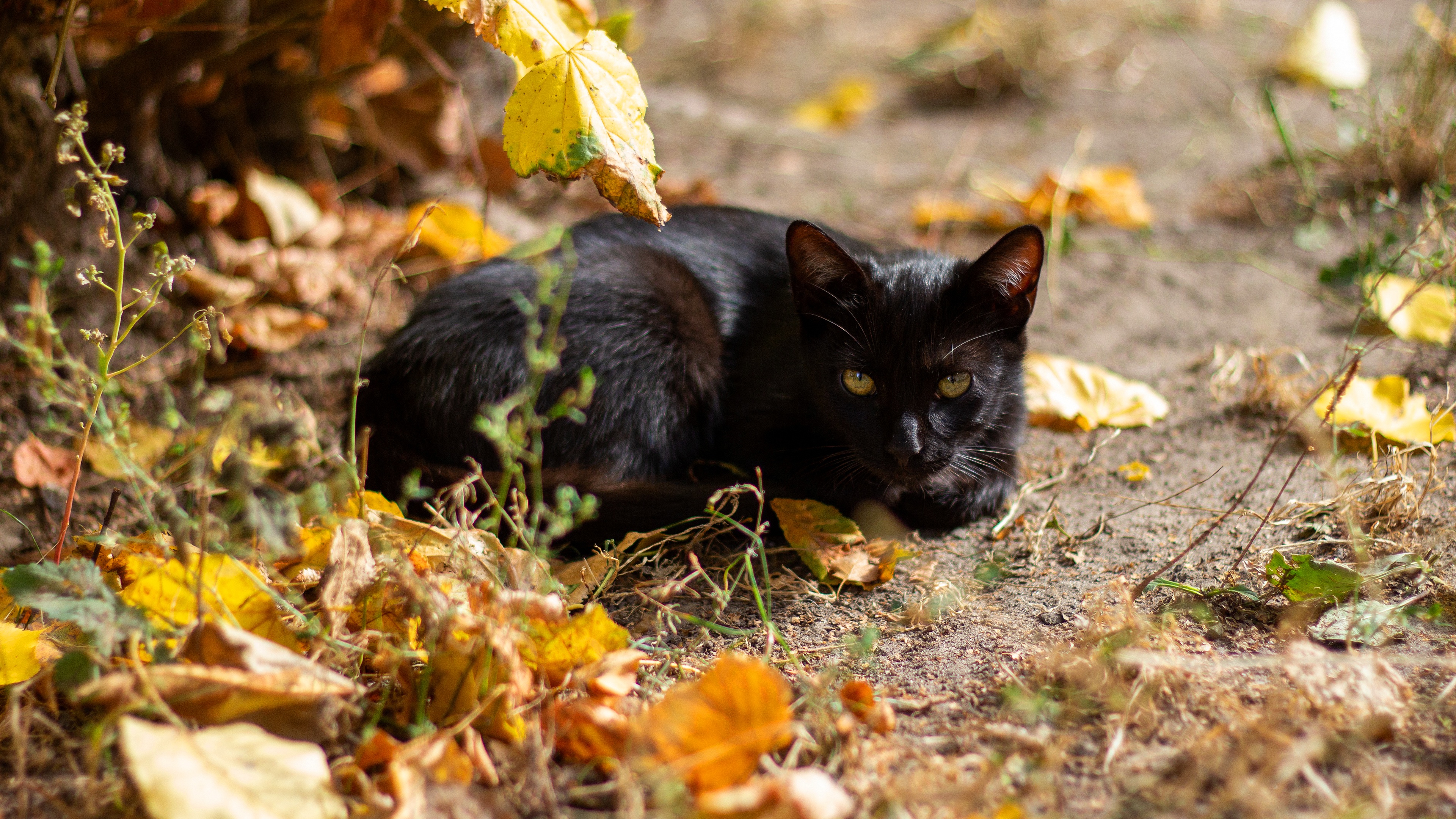 Осенняя кошка 4к