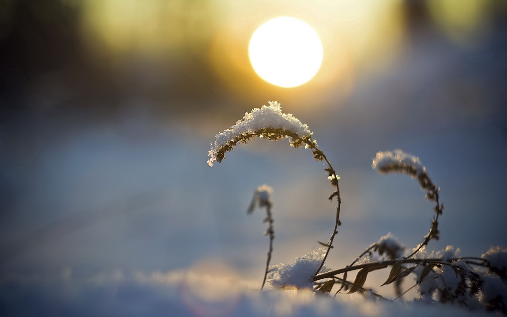sun, sunset, nature, snow, disk, blade of grass, blade 1080p