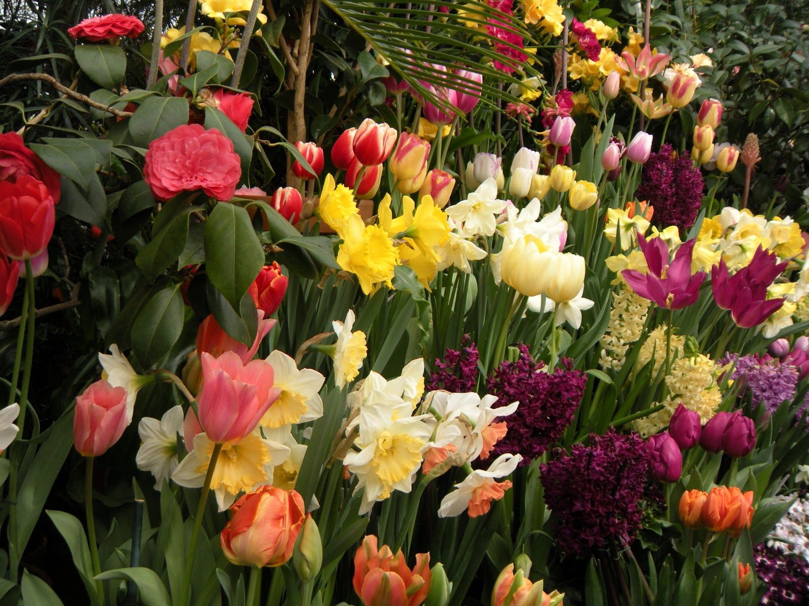 Free download wallpaper Flowers, Tulips, Narcissussi, Hyacinth, Greens, Flower Bed, Flowerbed, Spring on your PC desktop
