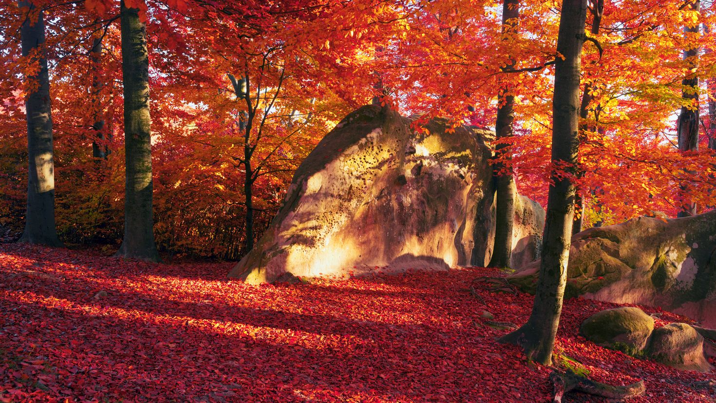Natural fall. Осень. Красивая осень. Осенняя природа. Природа осень.