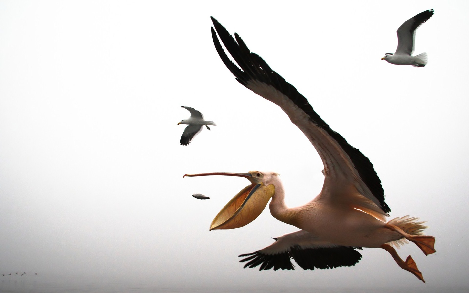 321026 Bild herunterladen tiere, pelikan, vogel, vögel - Hintergrundbilder und Bildschirmschoner kostenlos