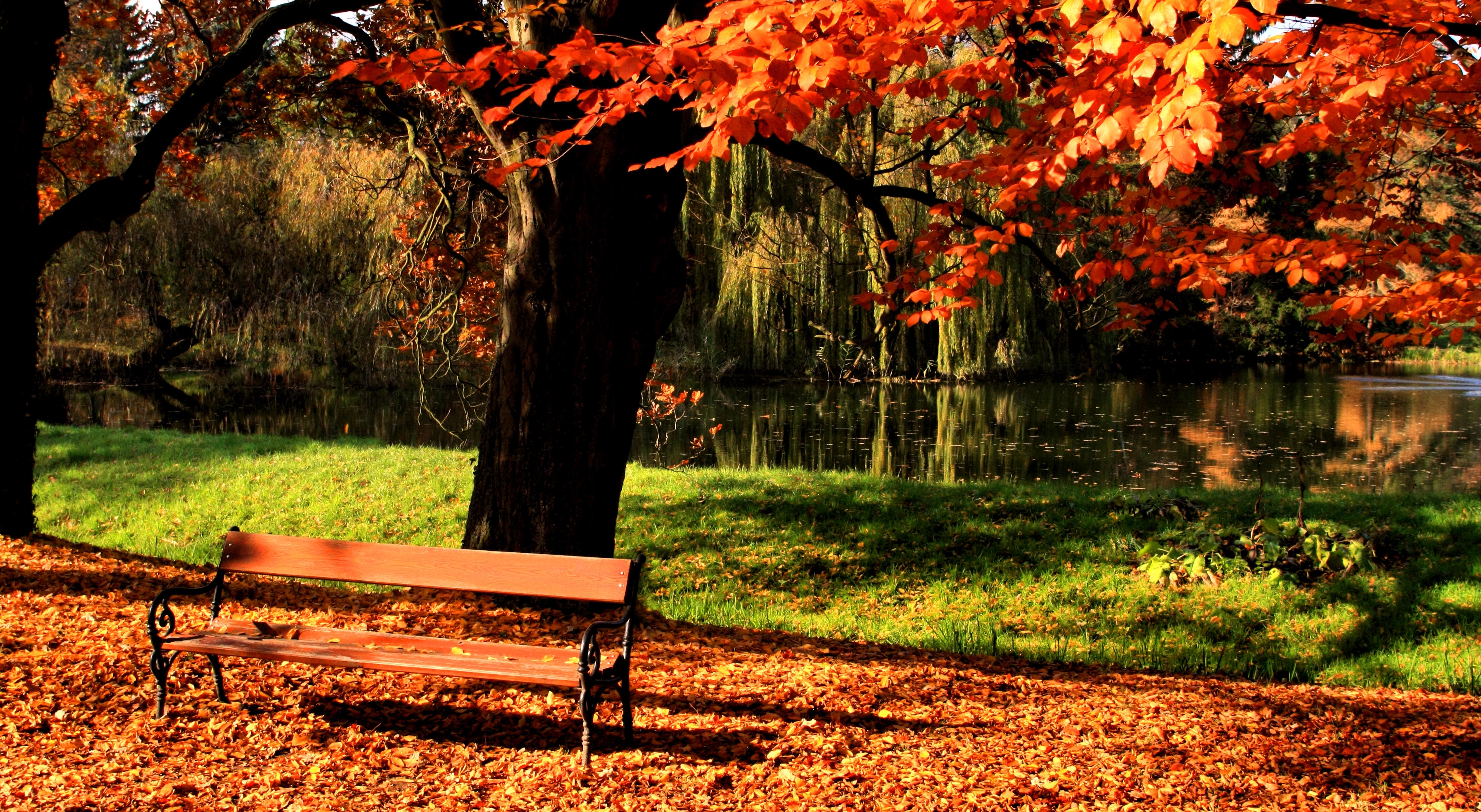 Download mobile wallpaper Wood, Tree, Lake, Park, Lawn, Bench, Shine, Nature, Autumn, Light for free.