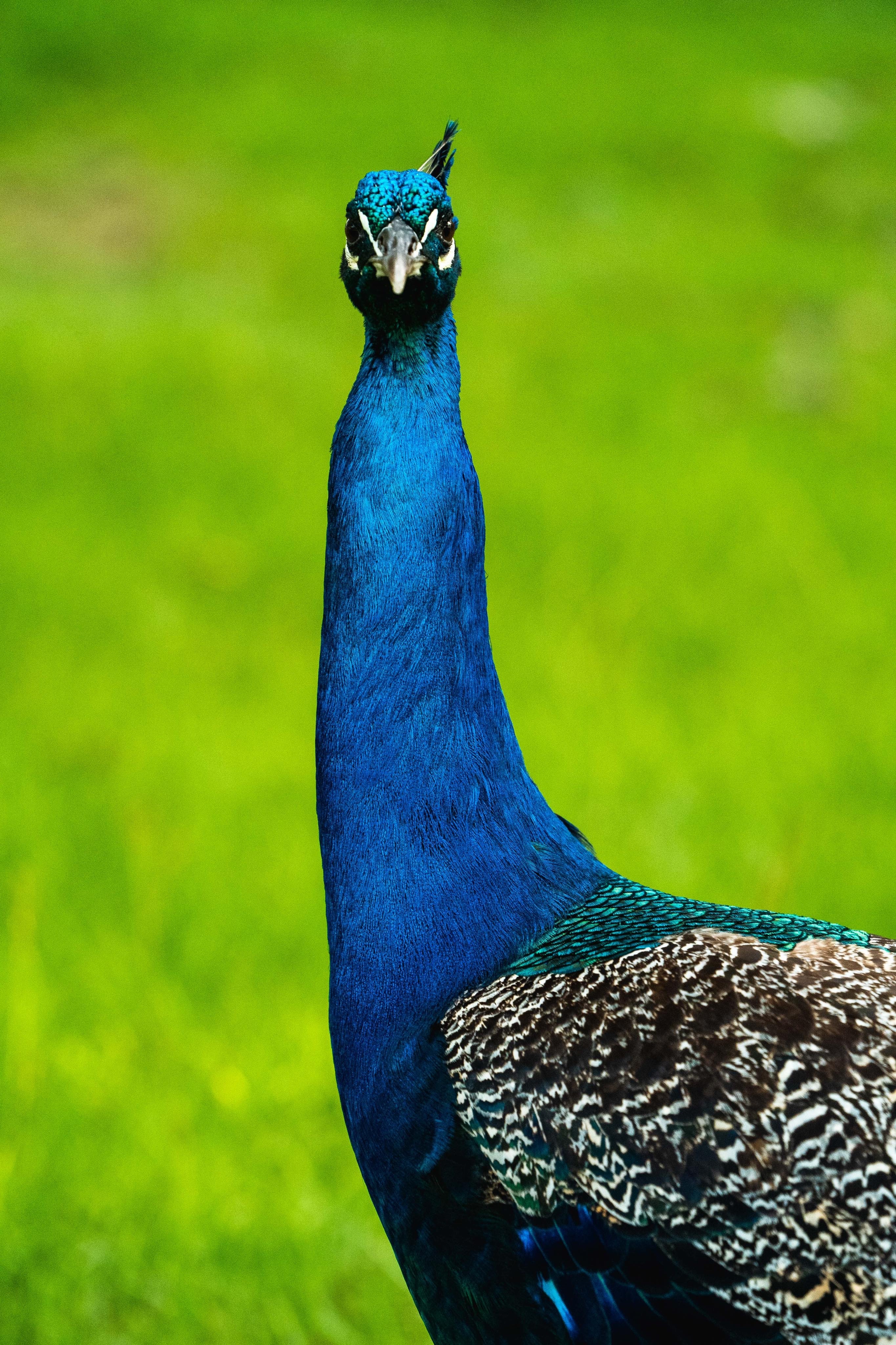 peacock, animals, feather, bird, beak, pattern