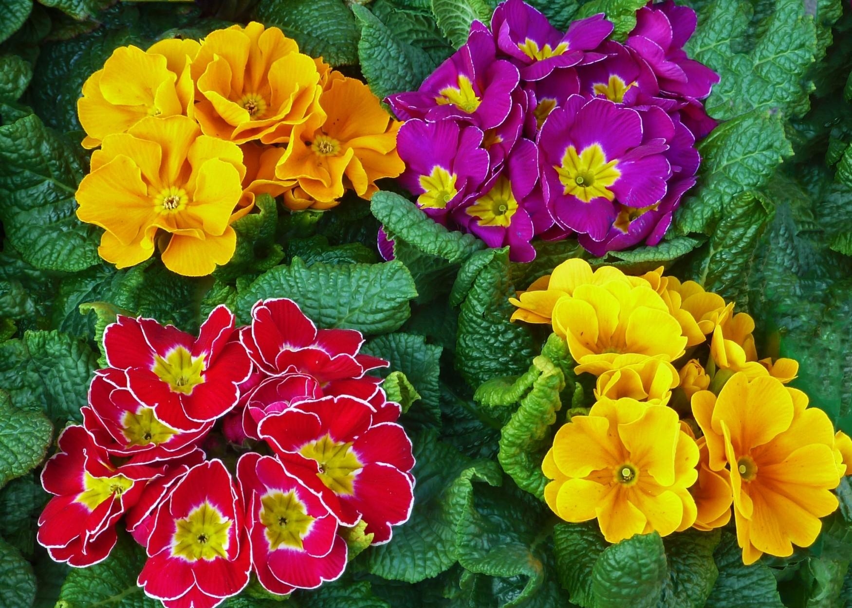 flowers, bright, greens, colorful, primrose Full HD