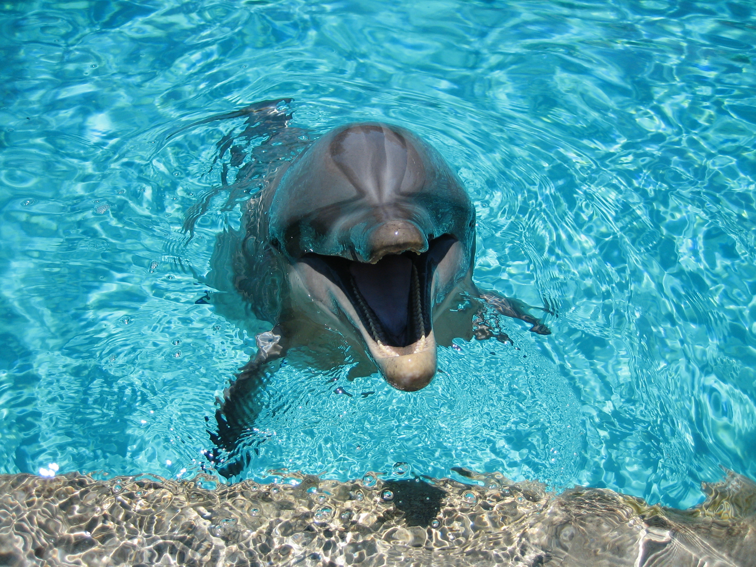 596283 скачать картинку животные, дельфин - обои и заставки бесплатно