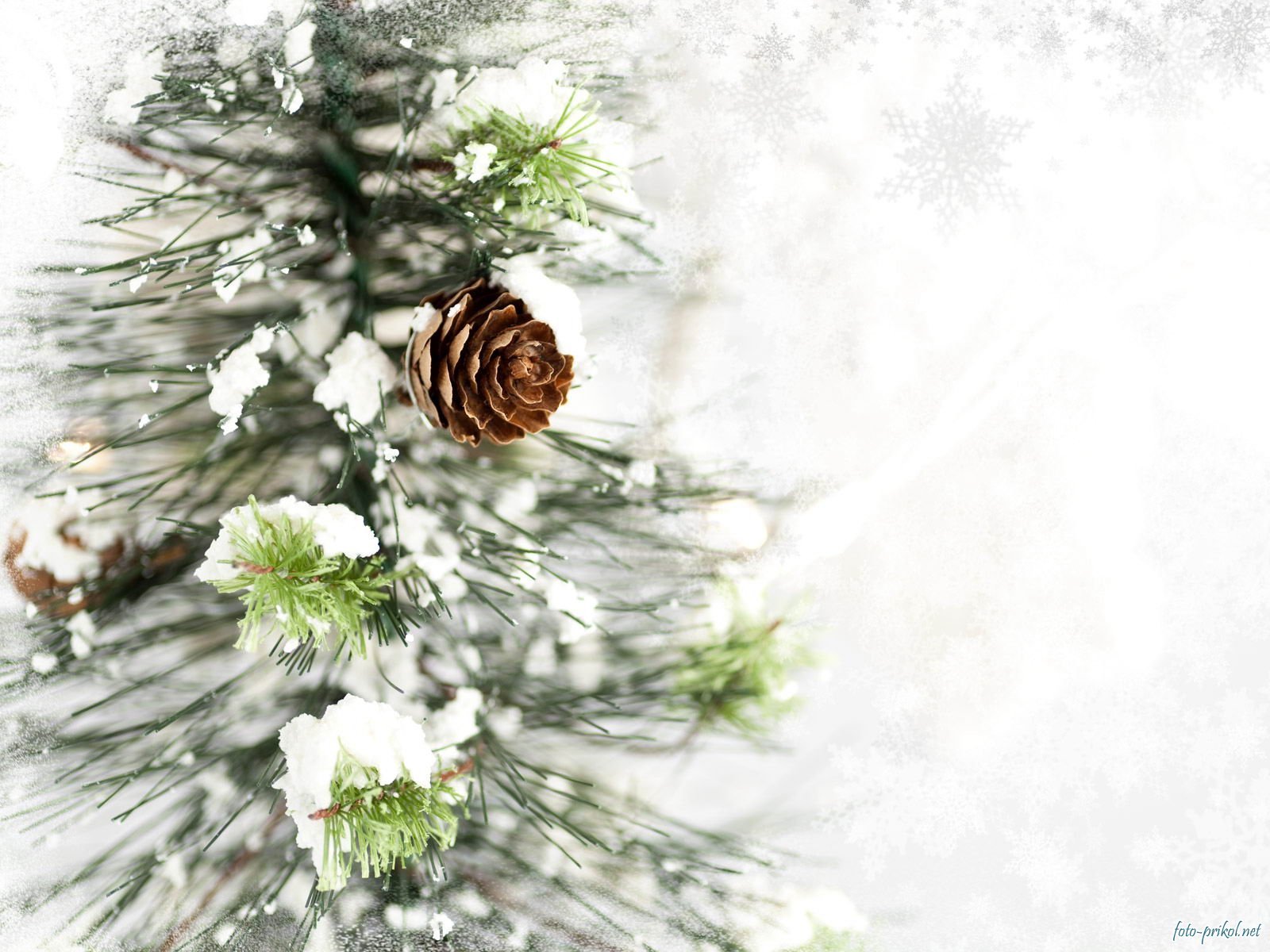 plants, background, cones, pine Full HD