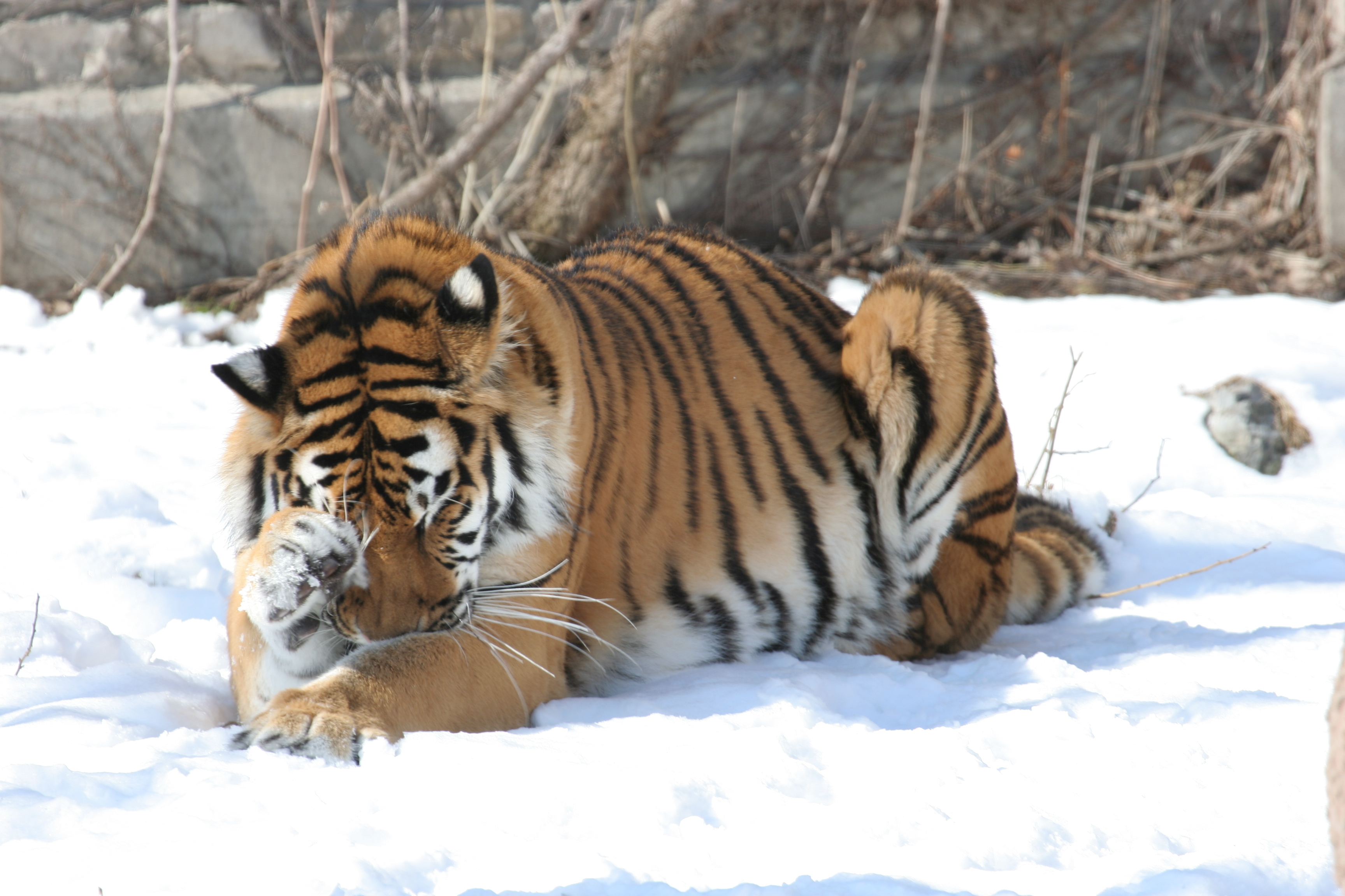 377269 Hintergrundbild herunterladen tiere, tiger, amur tiger, schnee, katzen - Bildschirmschoner und Bilder kostenlos