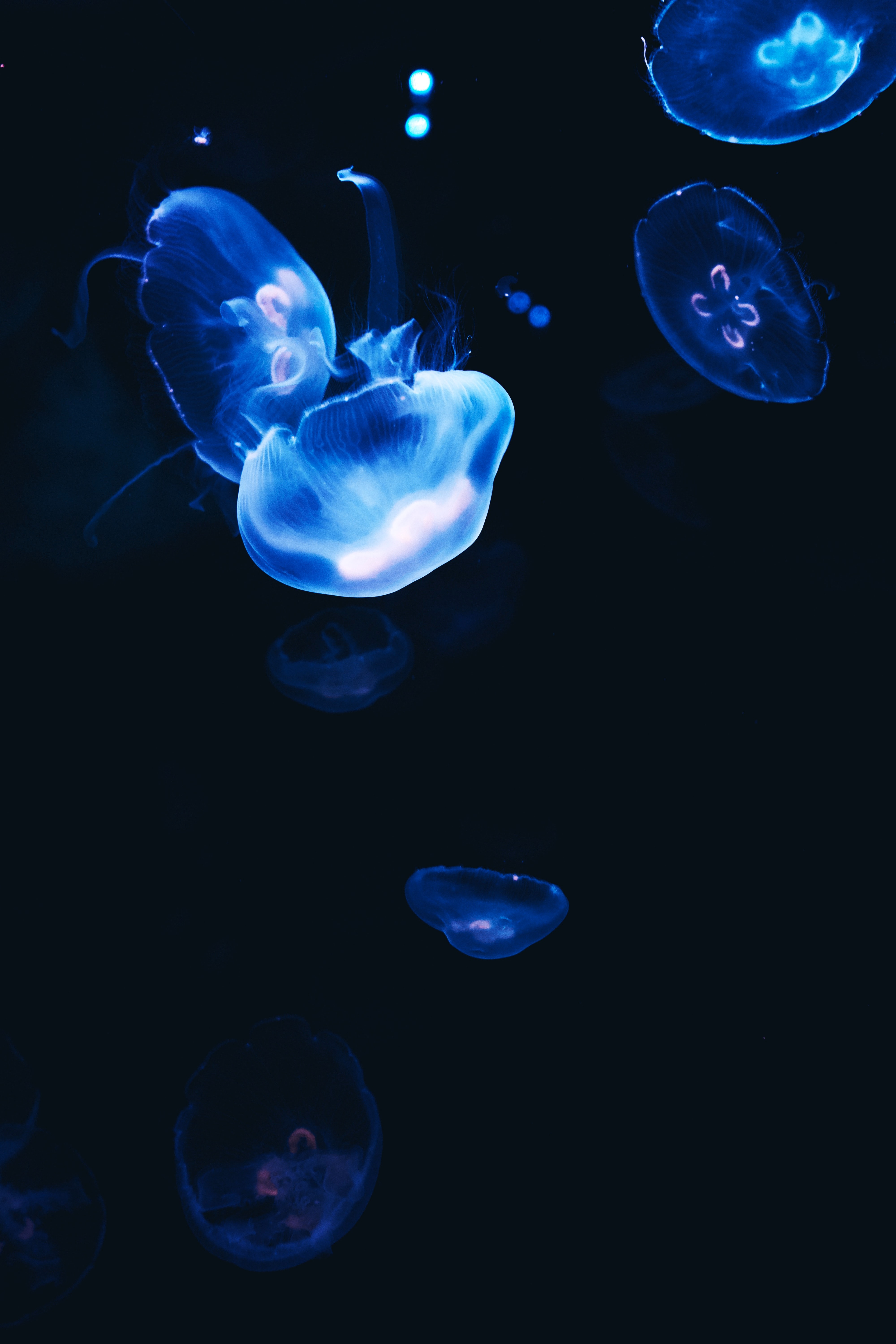 Handy-Wallpaper Jellyfish, Dunkel, Glow, Glühen kostenlos herunterladen.
