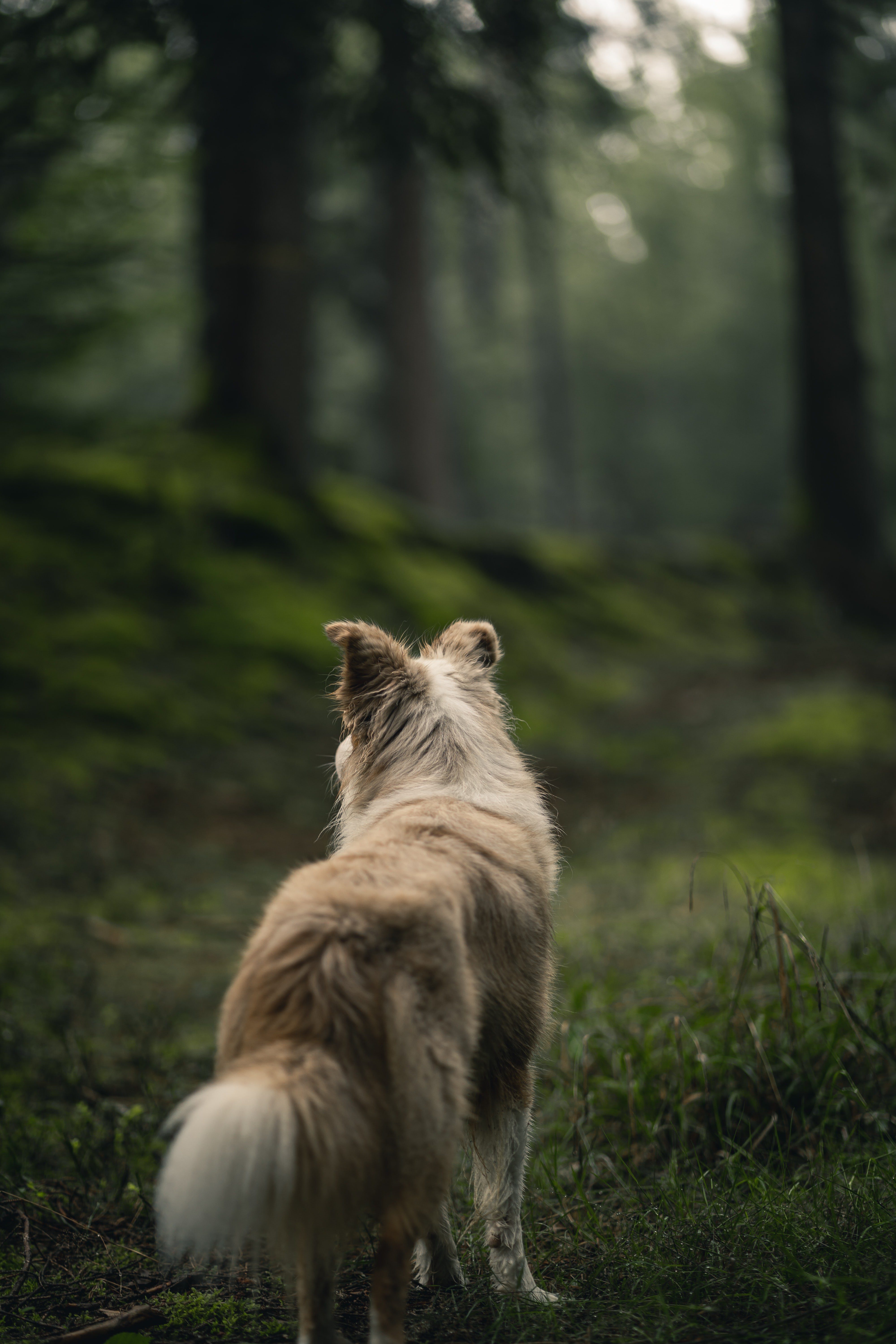 Download mobile wallpaper Fluffy, Forest, Dog, Pet, Animals for free.