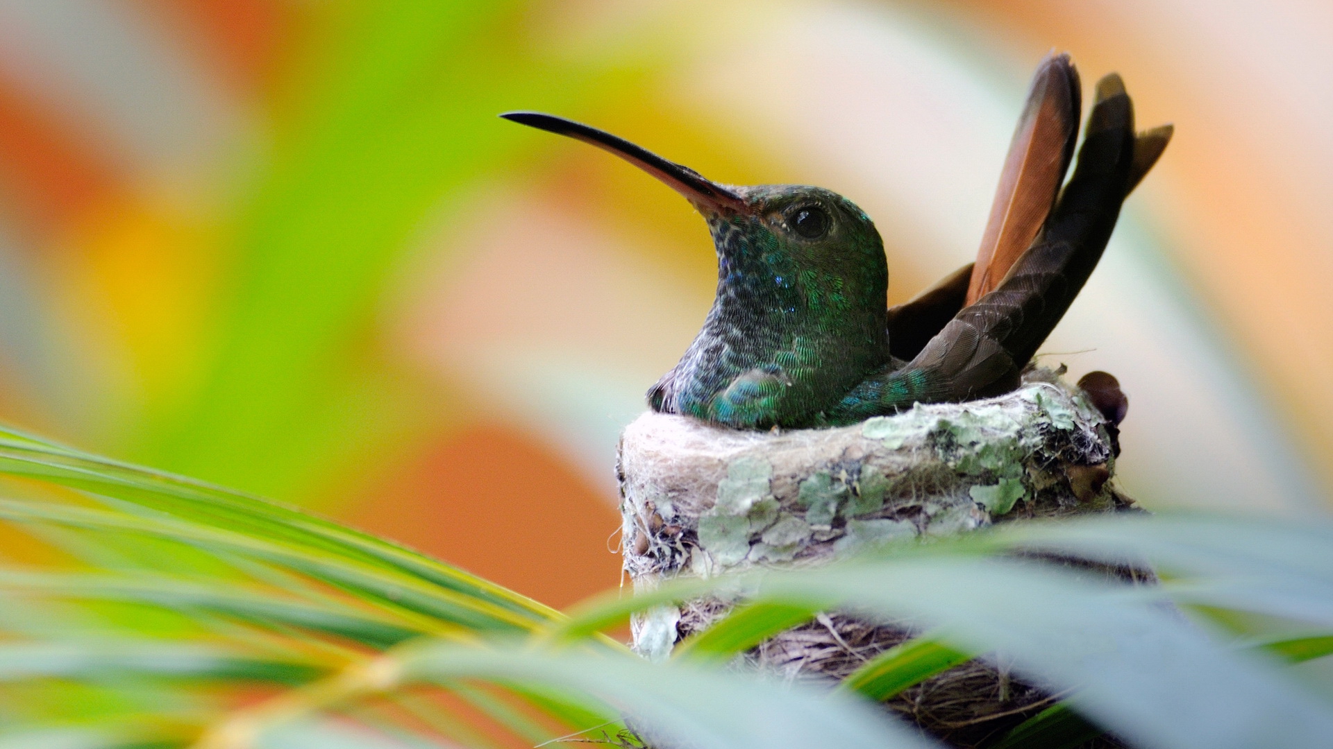 animal, hummingbird, nest Full HD
