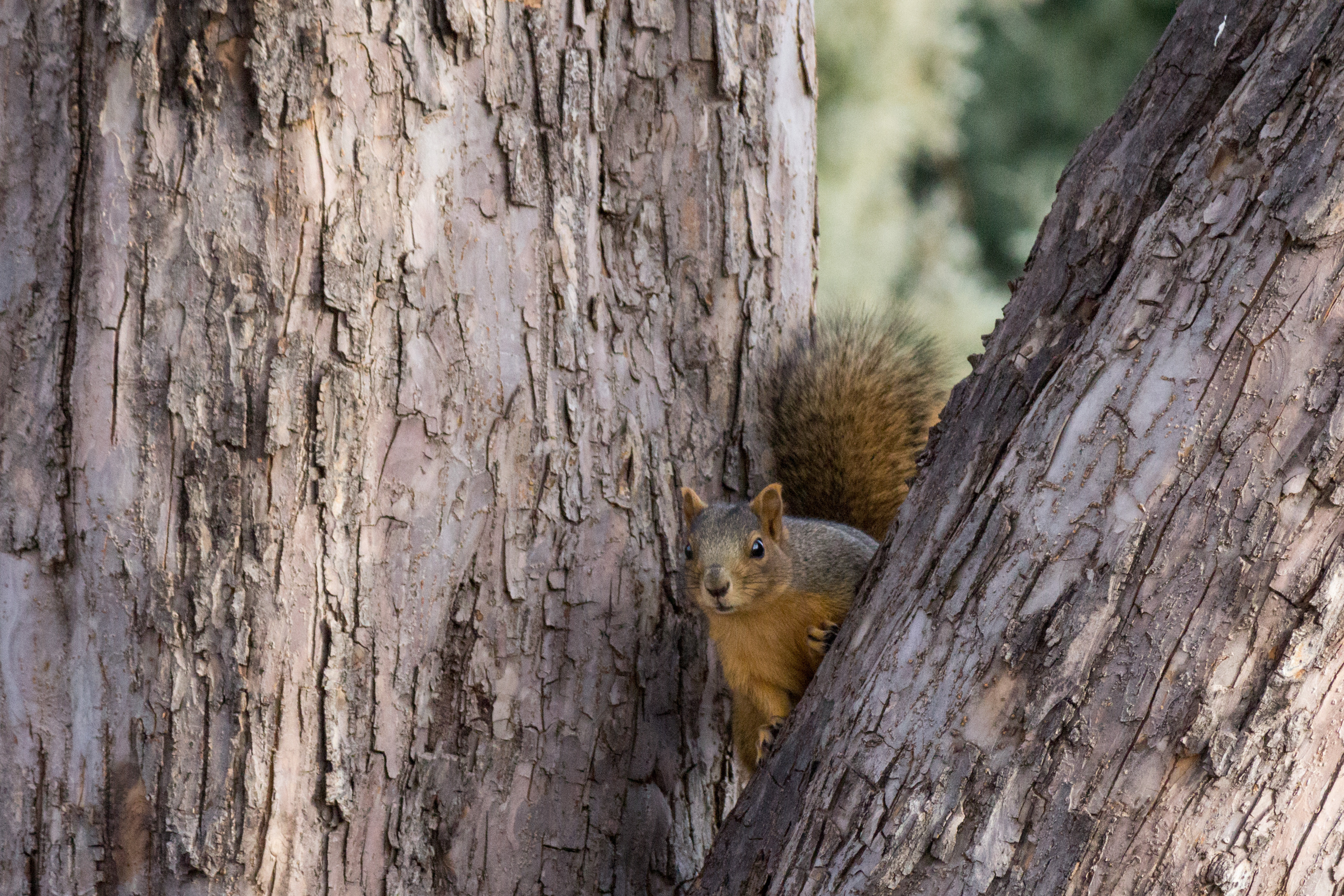 Download mobile wallpaper Wood, Animals, Tree, Peek Out, Look Out, Animal, Squirrel for free.