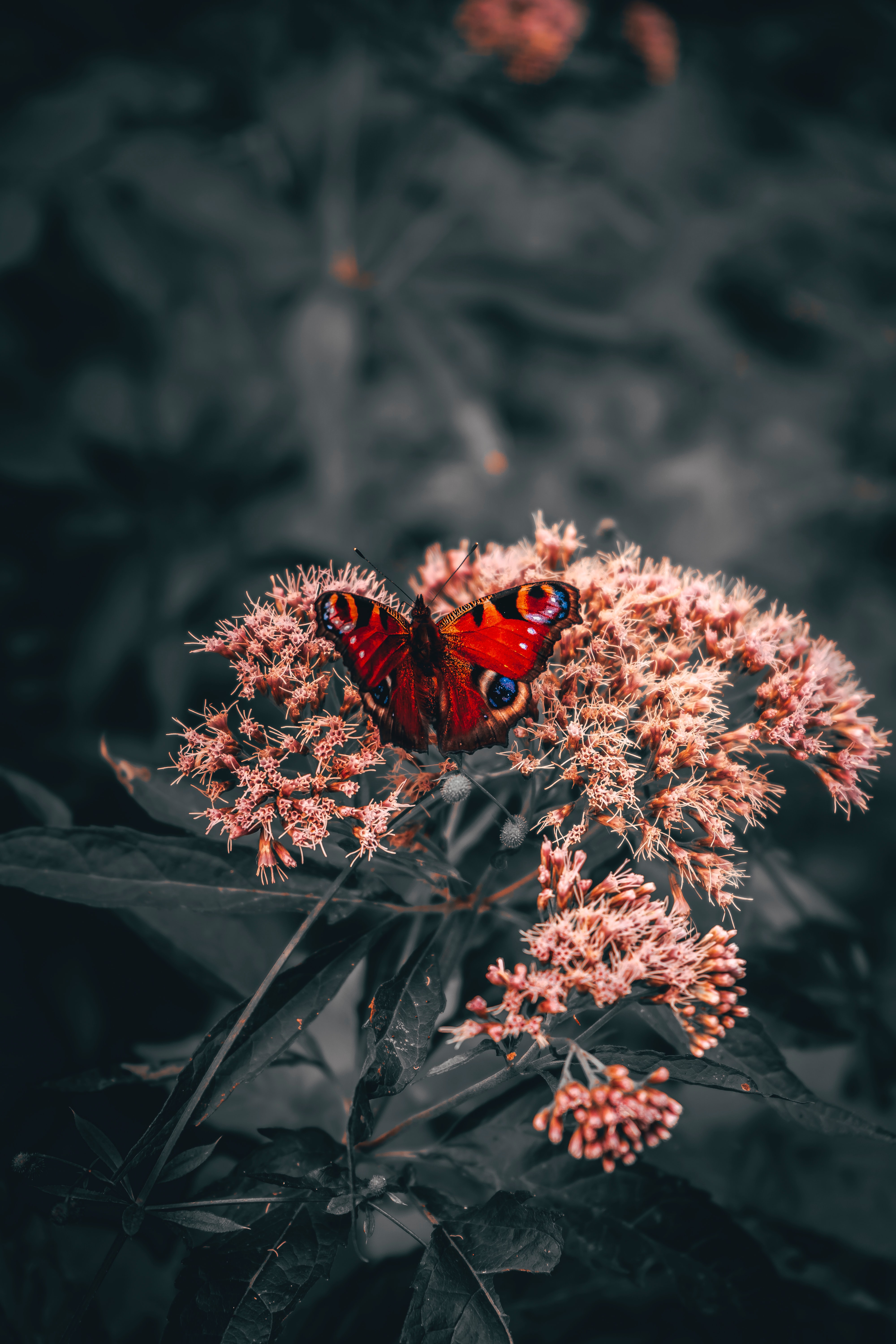 butterfly, bright, flowers, animals, pattern, wings iphone wallpaper