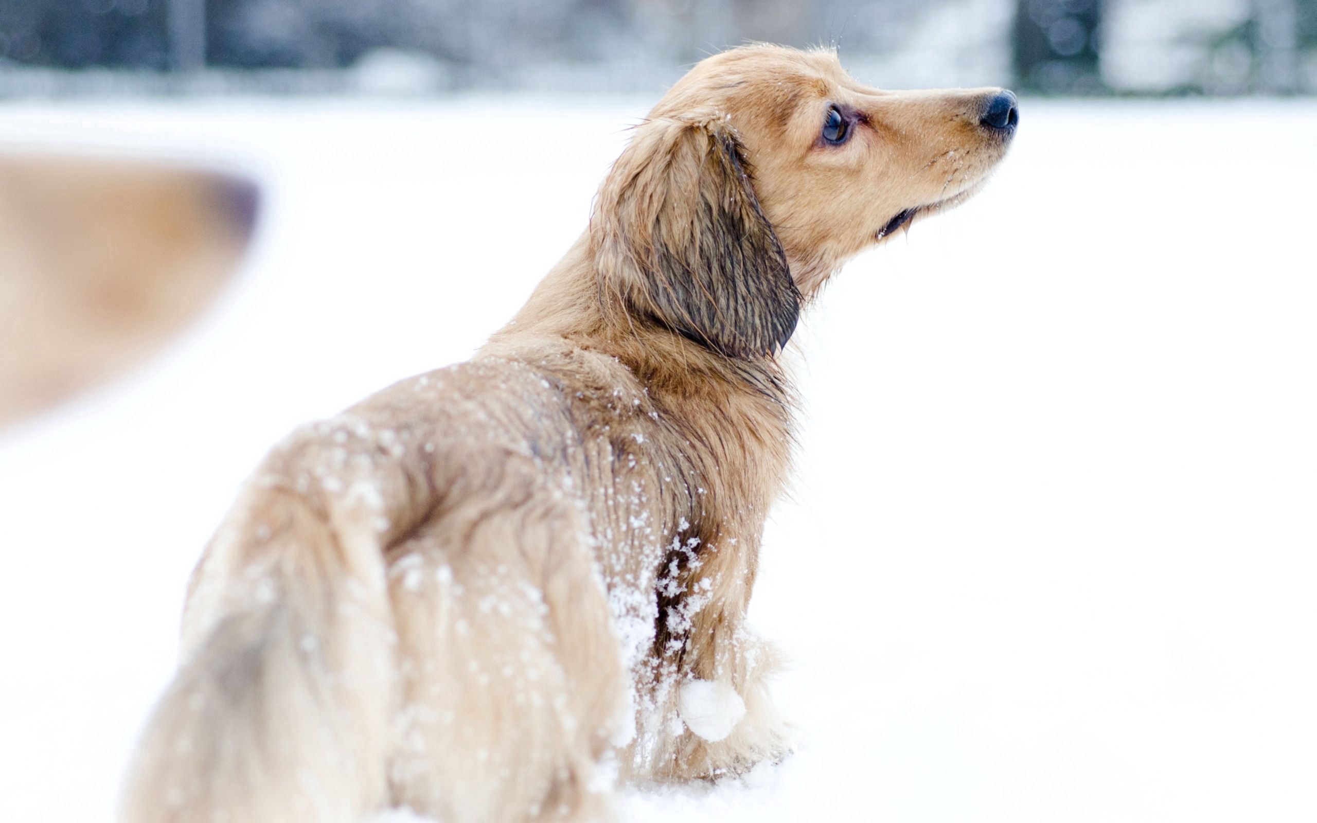 Собака сугроб. Собачки зимой. Собака в снегу. Щенок и снег. Собака снег прогулка.