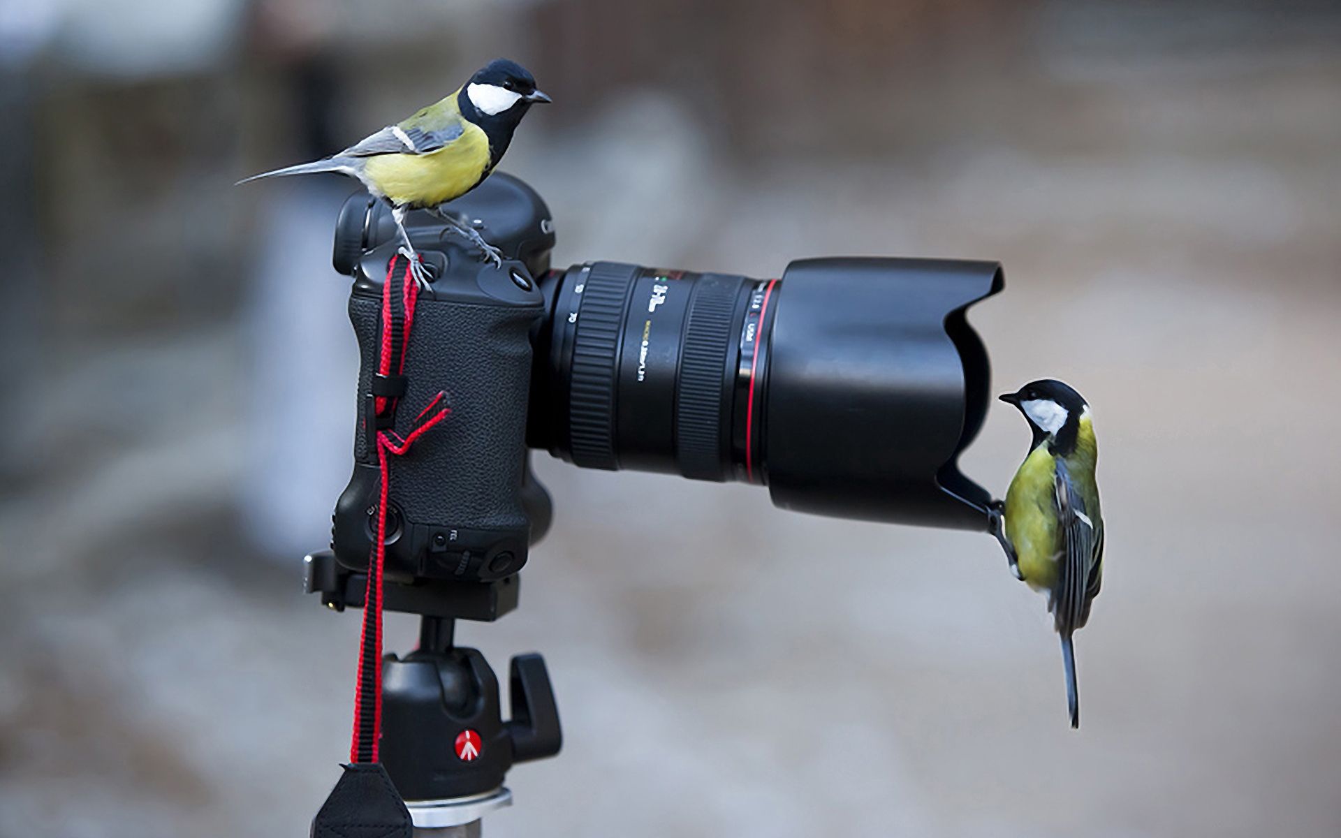 android animals, birds, camera, situation, titmouse