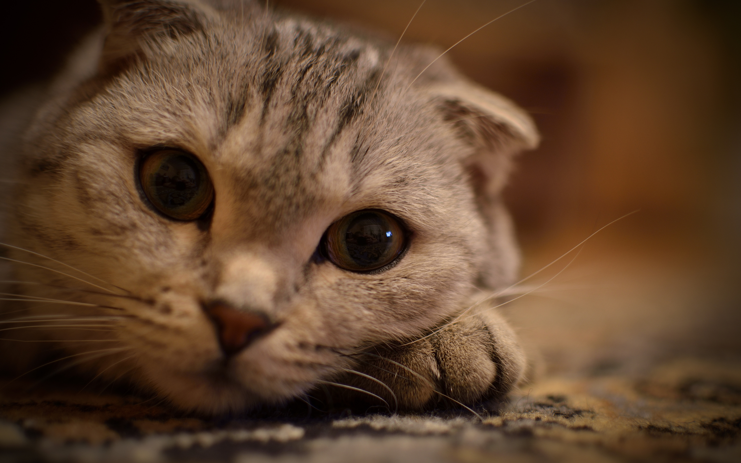 Scottish Fold Cell Phone Wallpapers