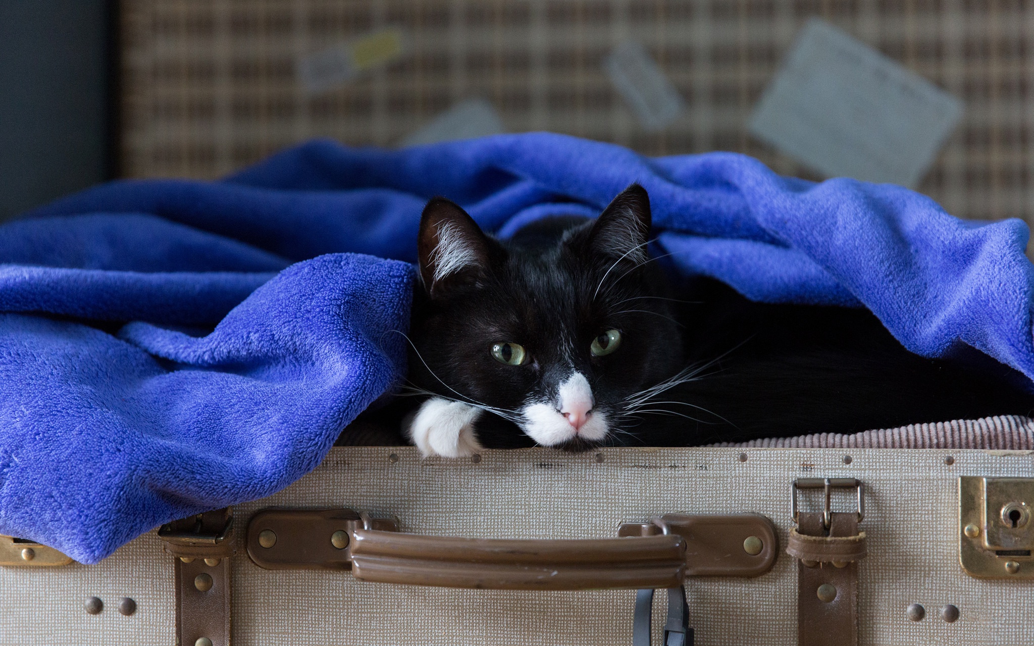 Котик с чемоданом