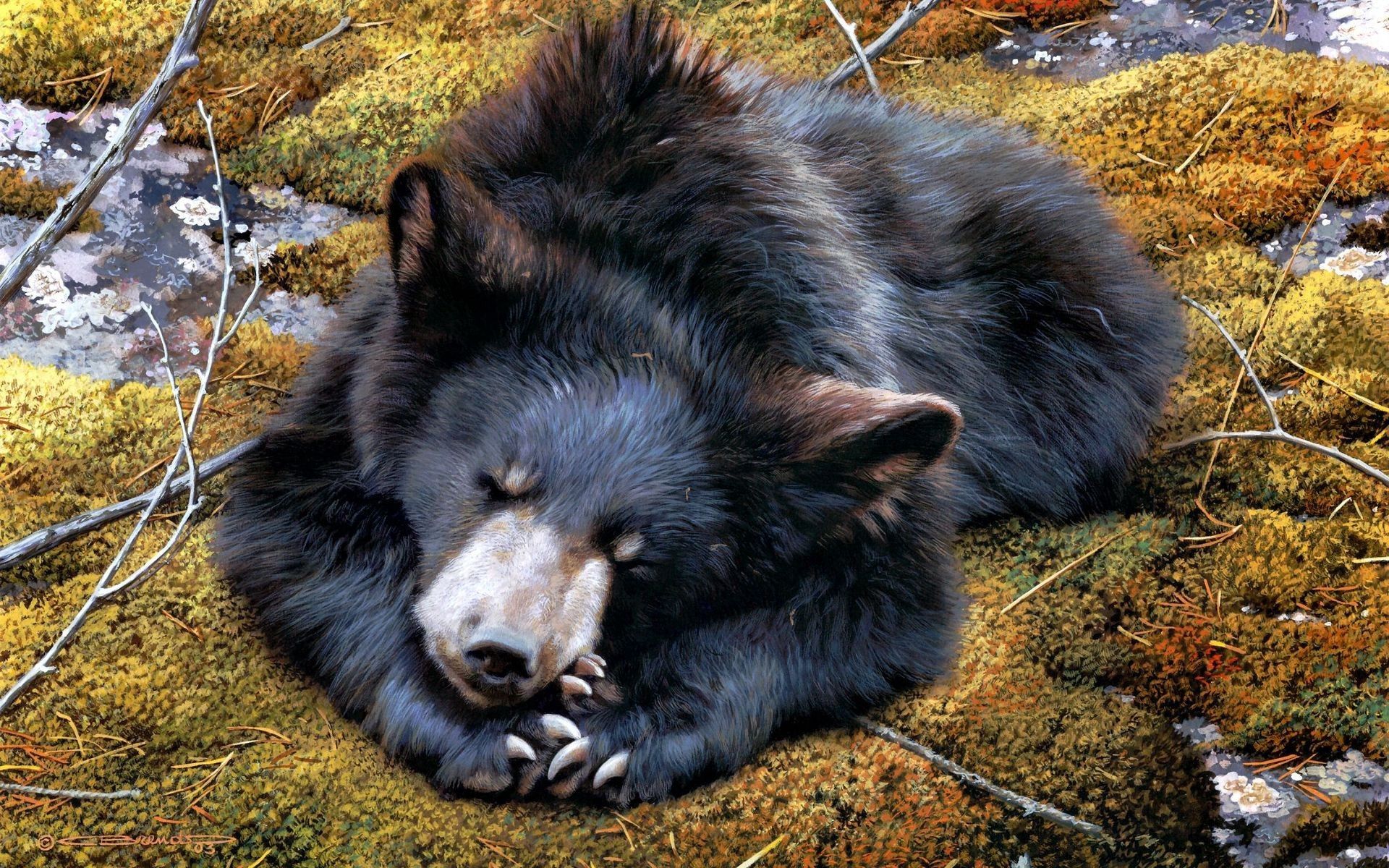 animals, to lie down, lie, bear, moss, variety 4K Ultra