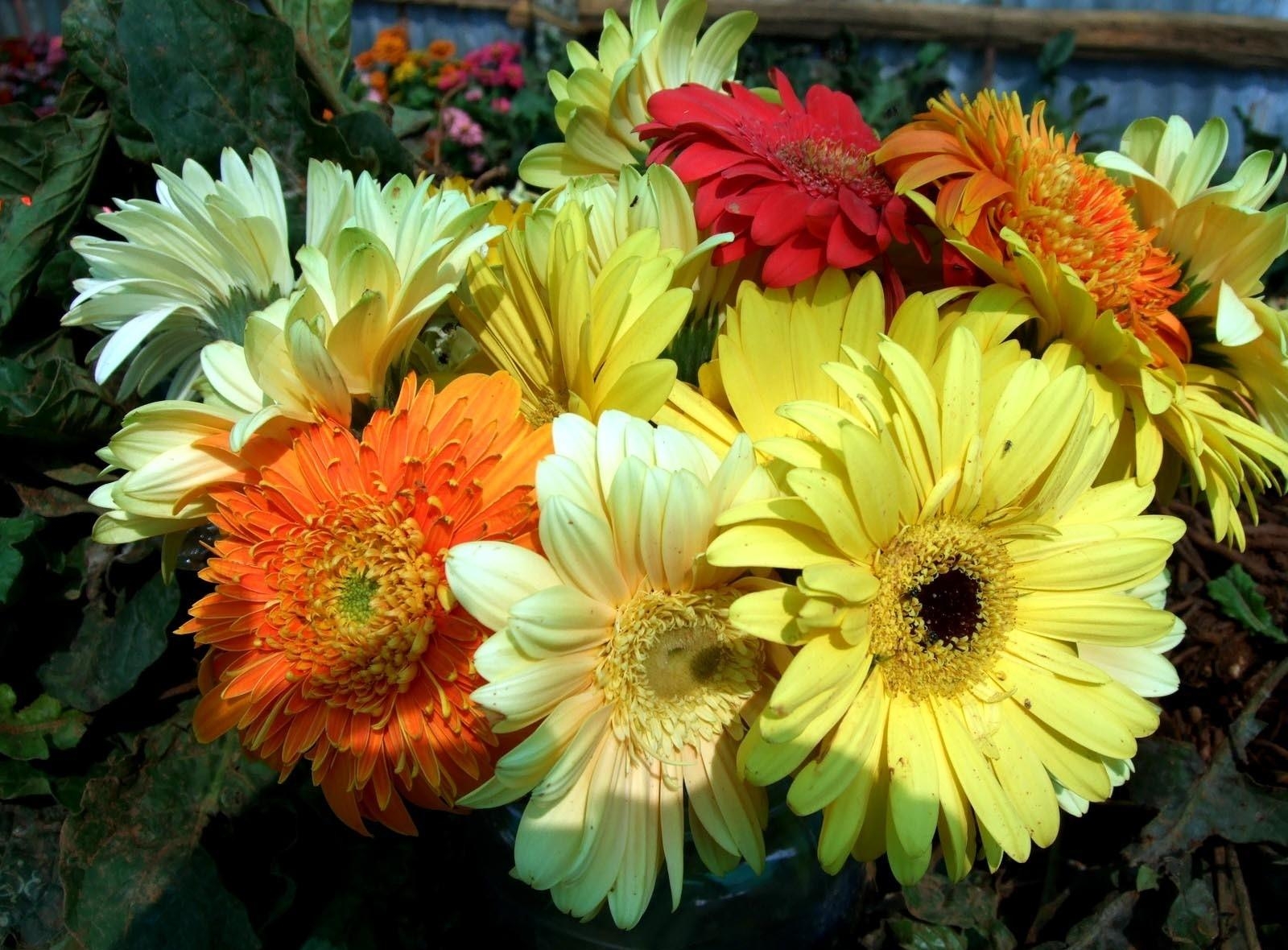 Download mobile wallpaper Close Up, Bouquet, Flowers, Gerberas, Bright for free.