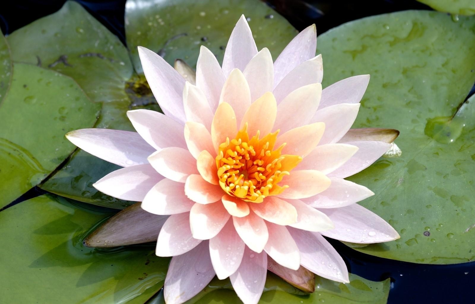 Laden Sie das Blume, Blumen, Wasser, Blätter, Drops, Seerose, Nahaufnahme, Nahansicht-Bild kostenlos auf Ihren PC-Desktop herunter
