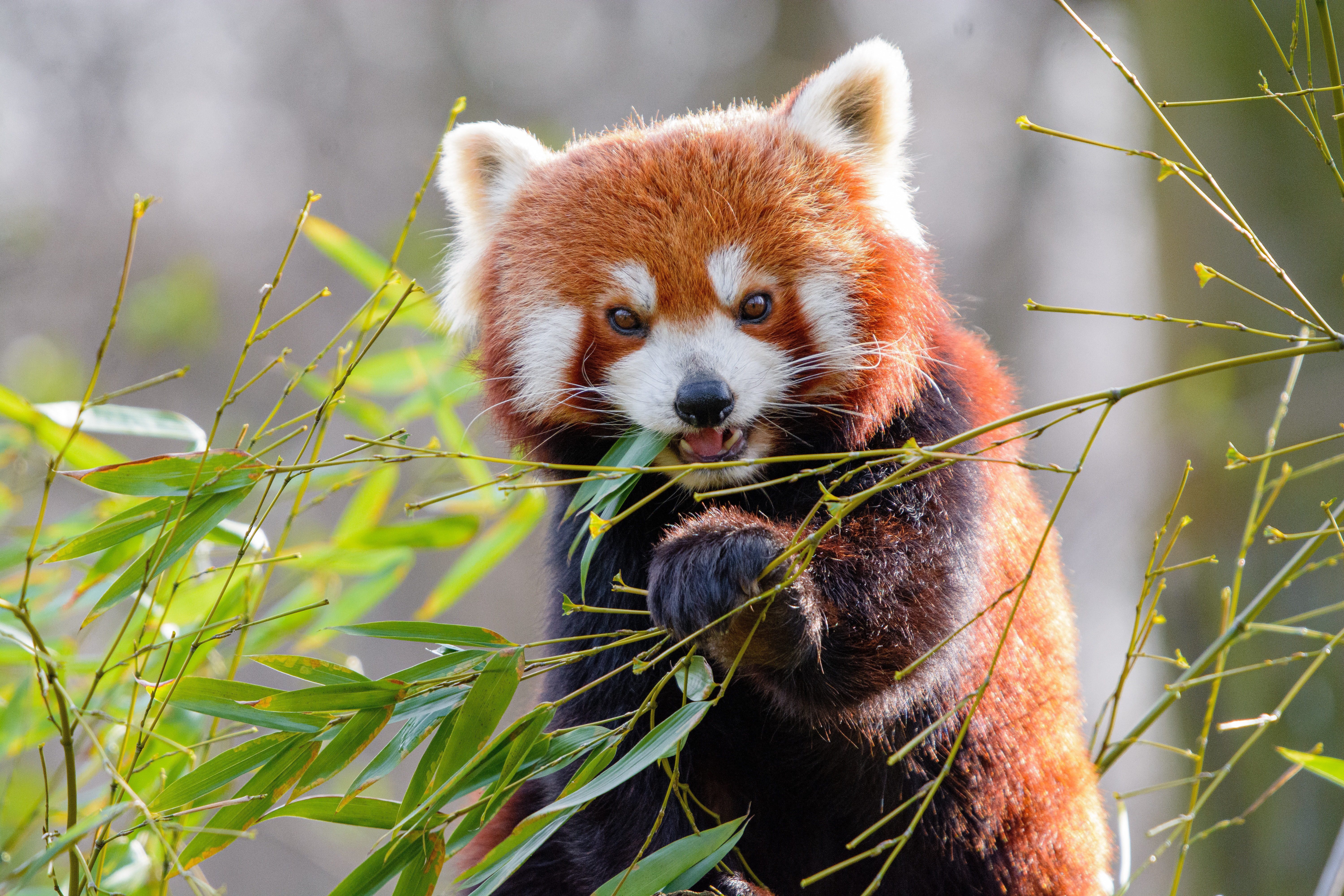 Download mobile wallpaper Animals, Animal, Red Panda, Bamboo for free.