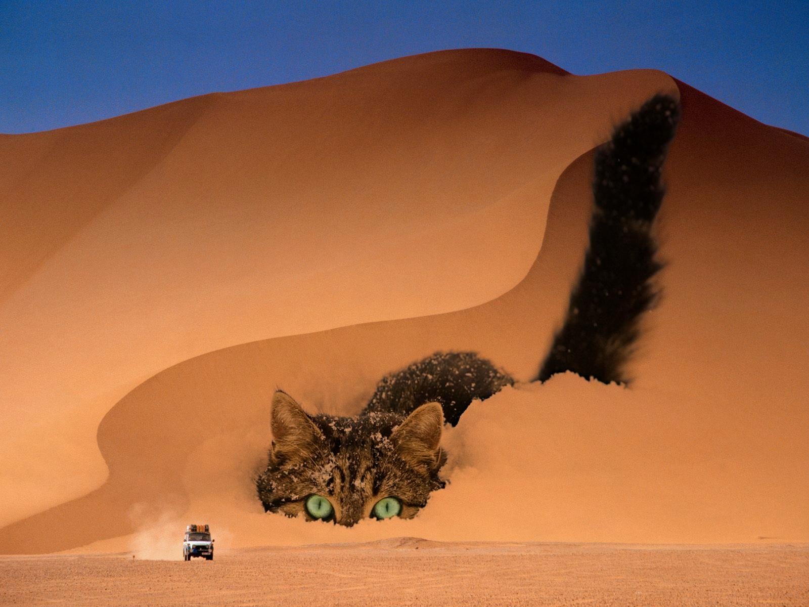 Кот обитающий в пустыне