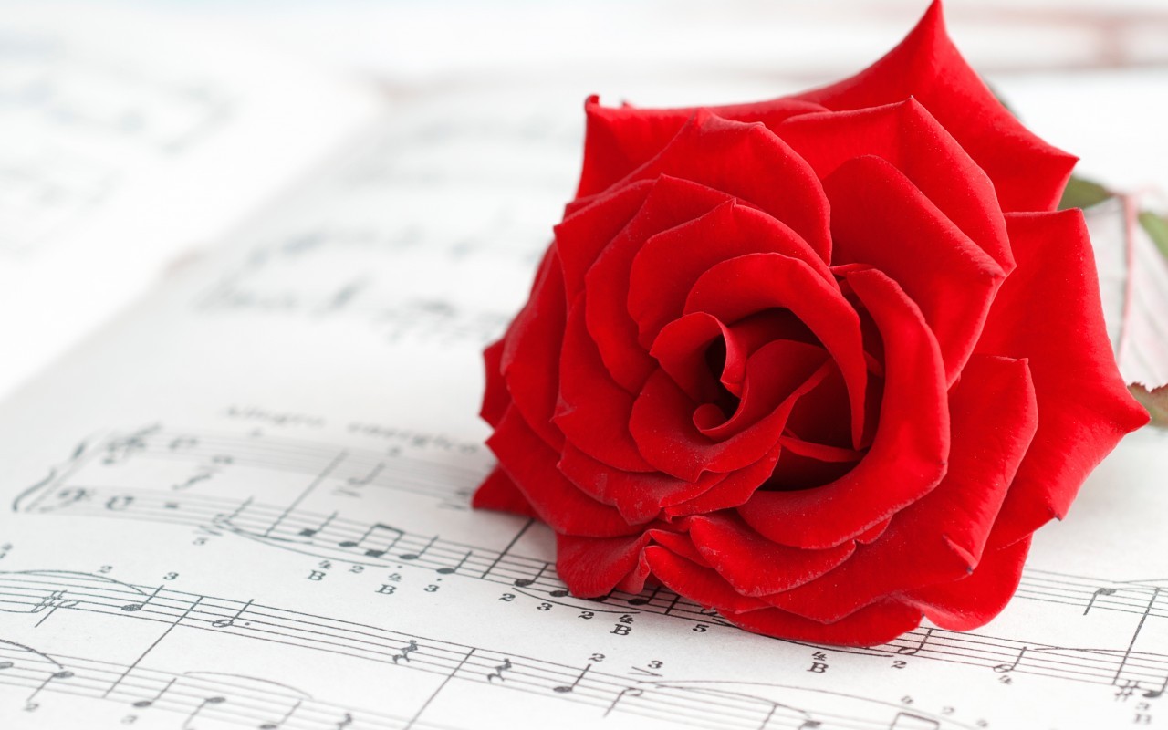 Téléchargez des papiers peints mobile Fleurs, Plantes, Roses, Musique gratuitement.