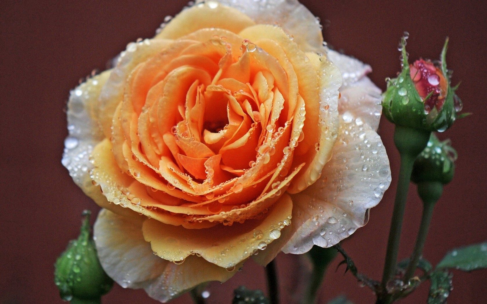 Laden Sie das Rose, Tau, Drops, Makro, Knospen-Bild kostenlos auf Ihren PC-Desktop herunter