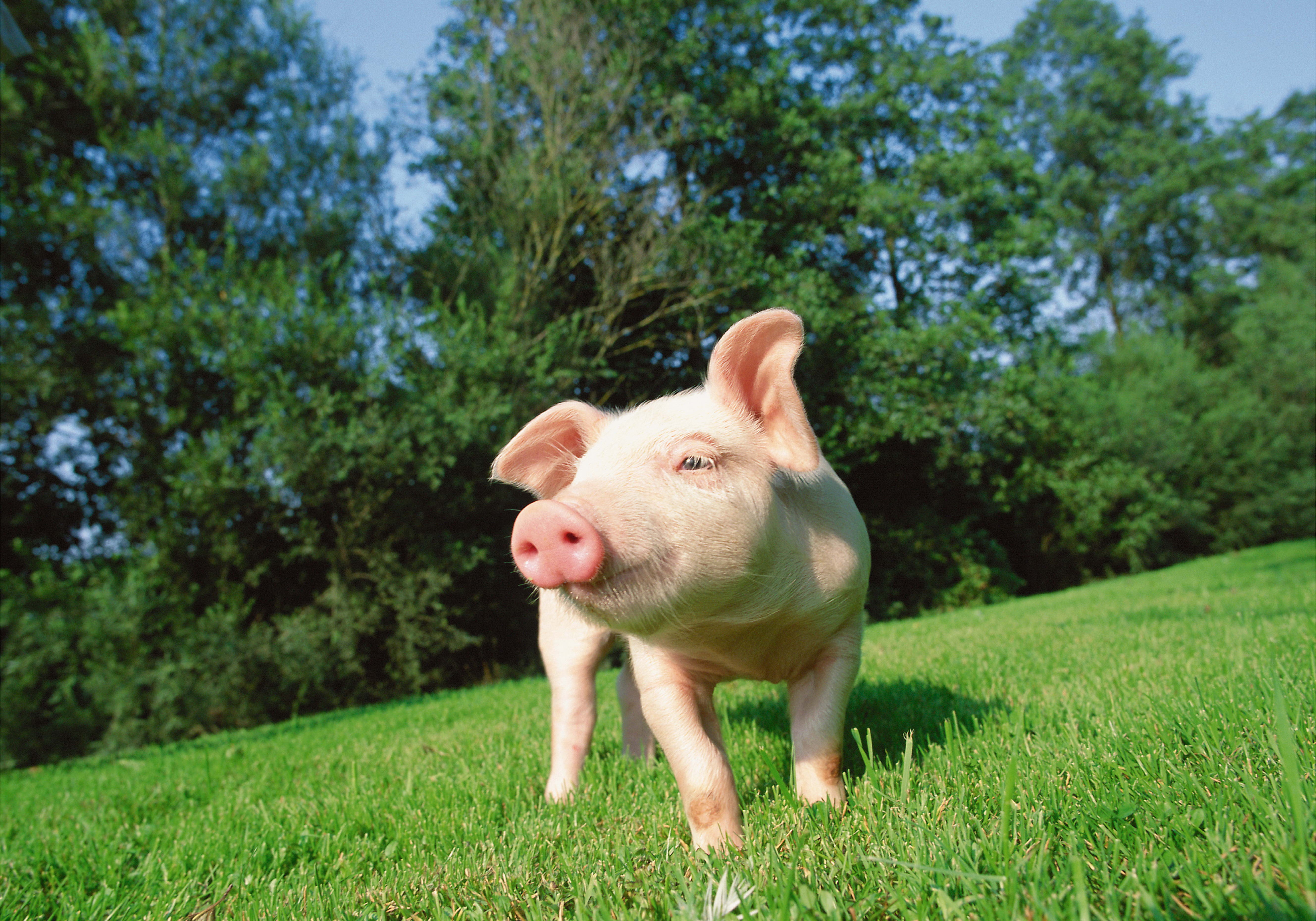 lawn, animals, grass, piglet for android